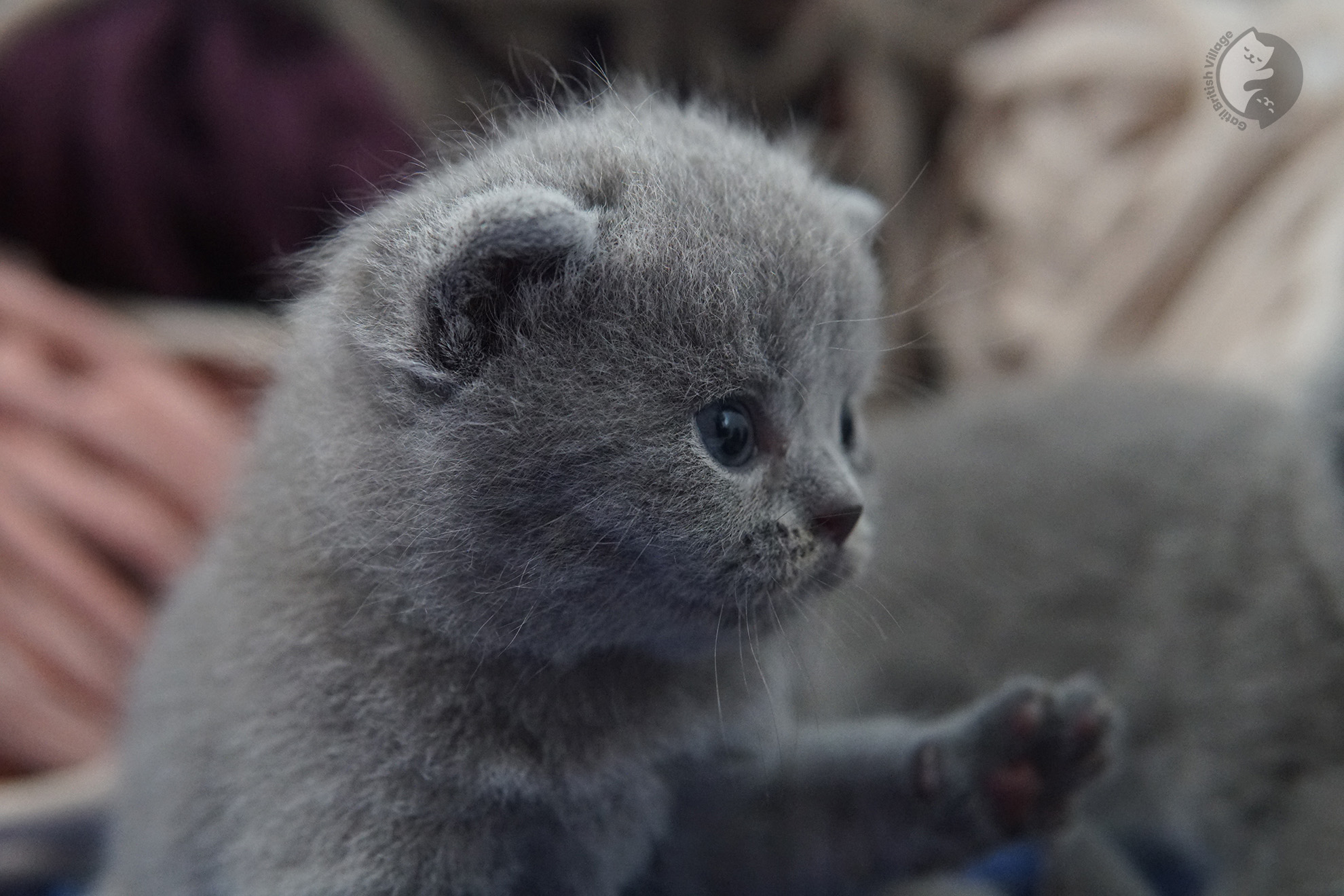 British Shorthair kitten photo 9