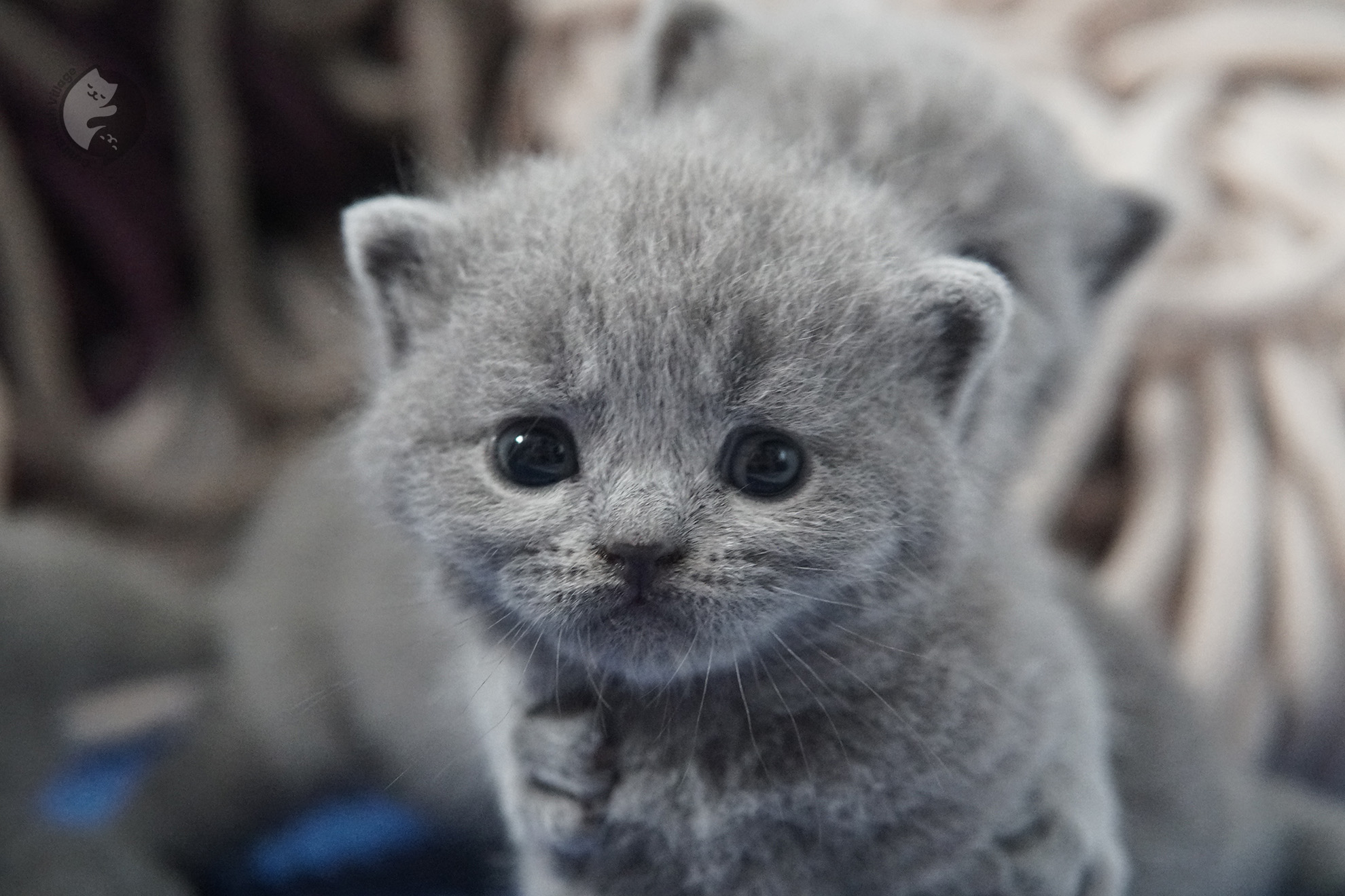British Shorthair kitten photo 28