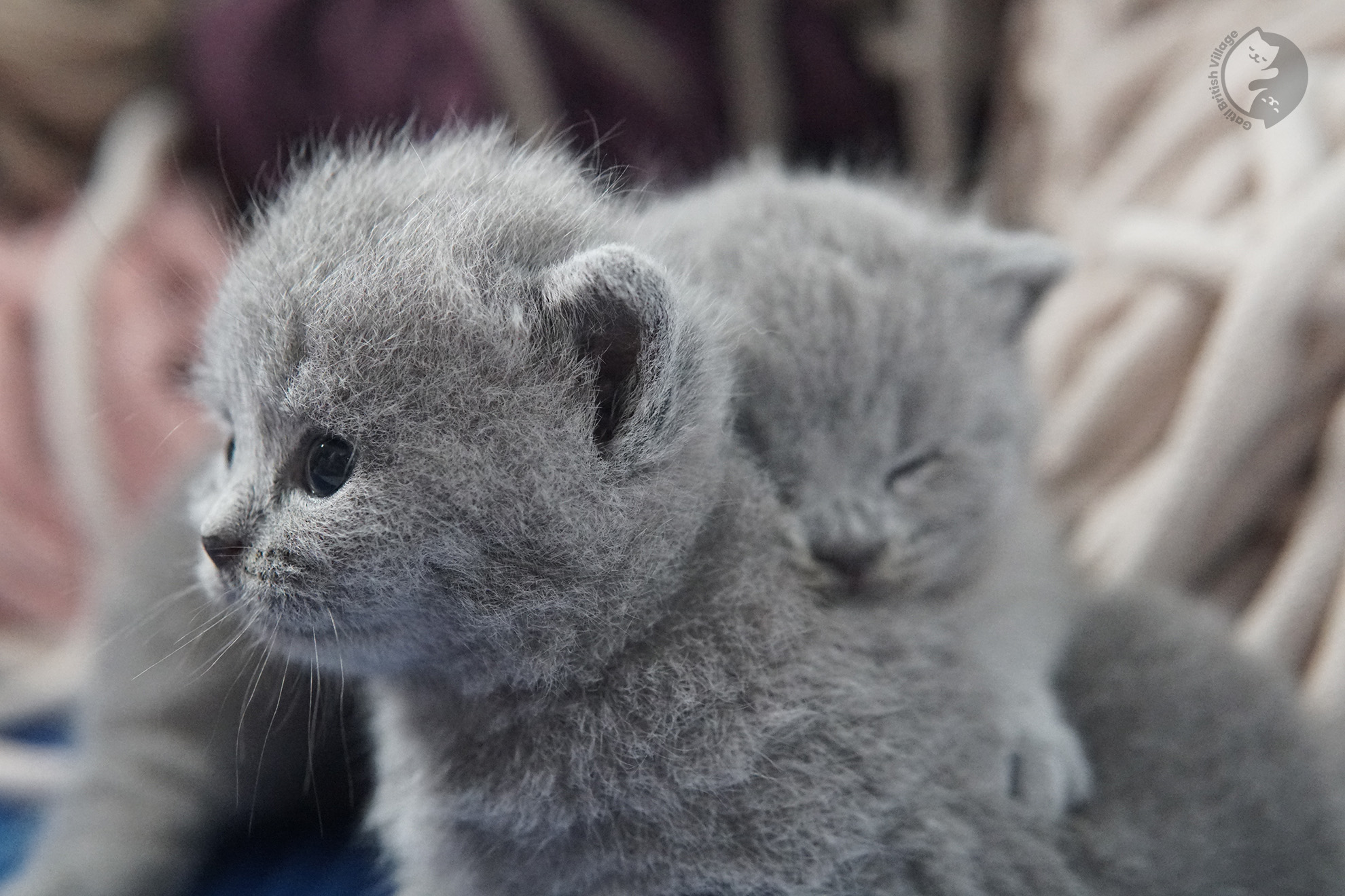 British Shorthair kitten photo 29