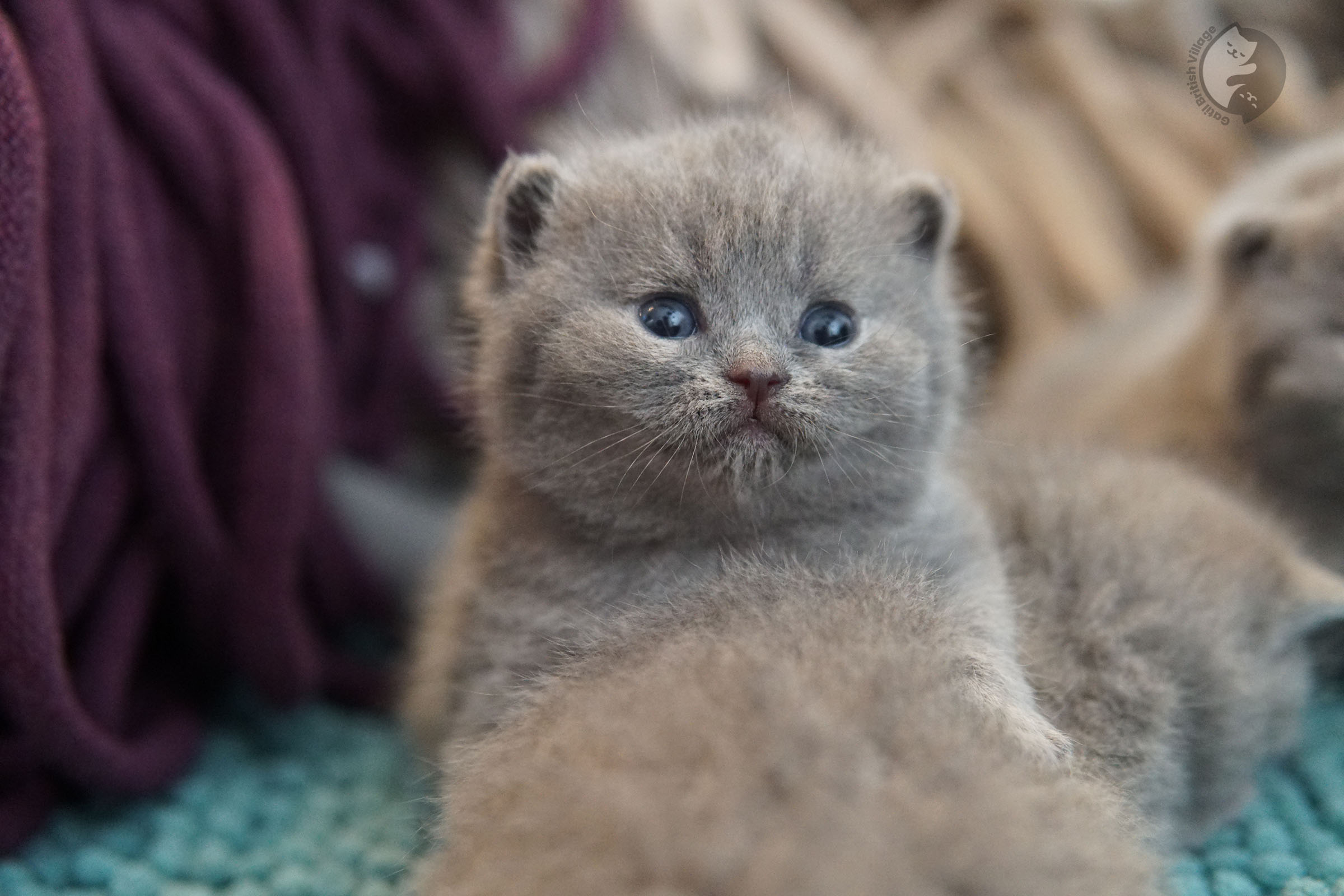 Kitten peacefully sleeping
