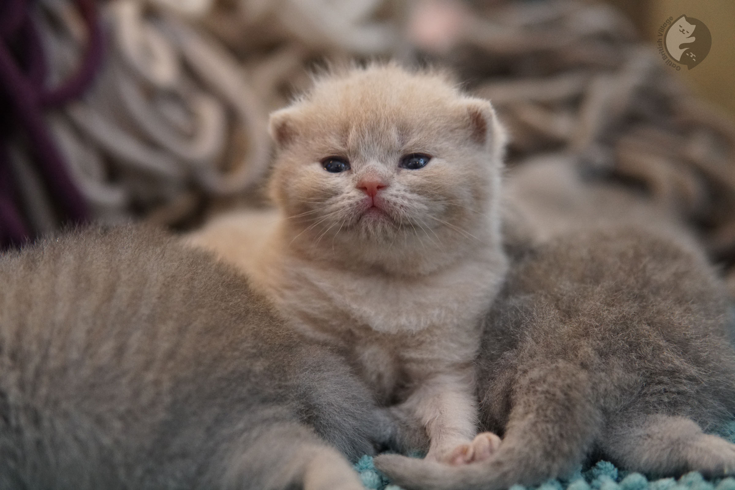 Two kittens cuddling together