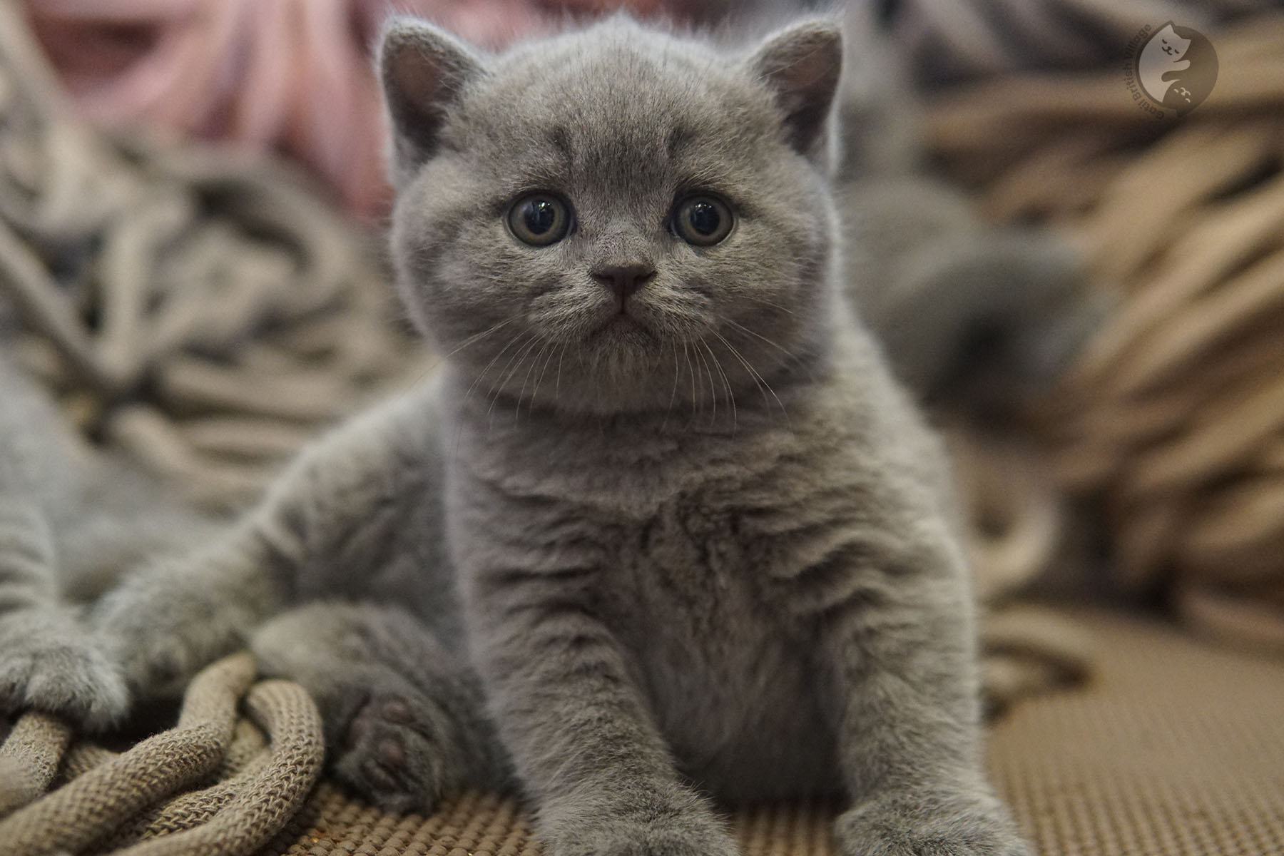 Fluffy kitten sitting cleanly