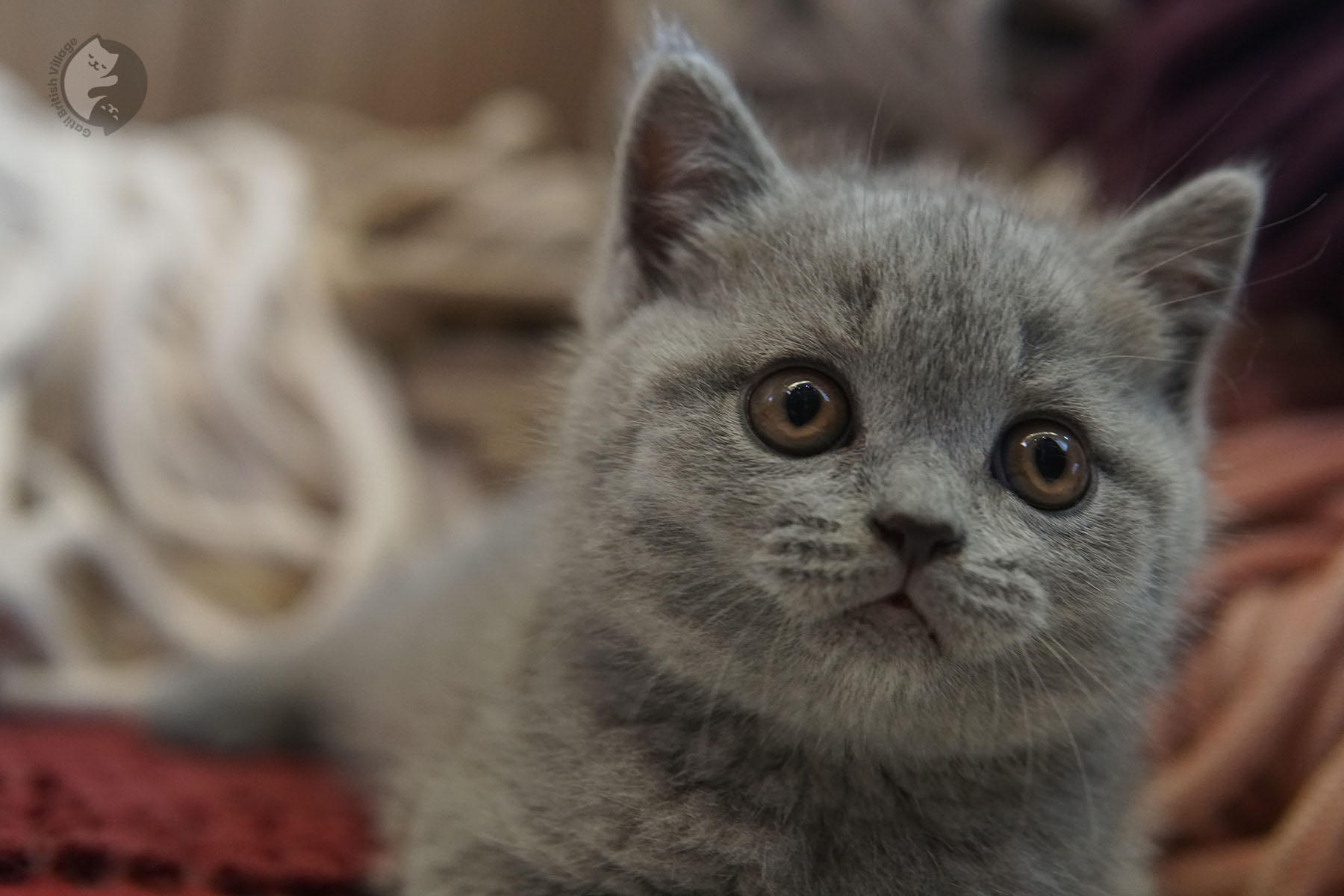 Kitten staring directly at the camera