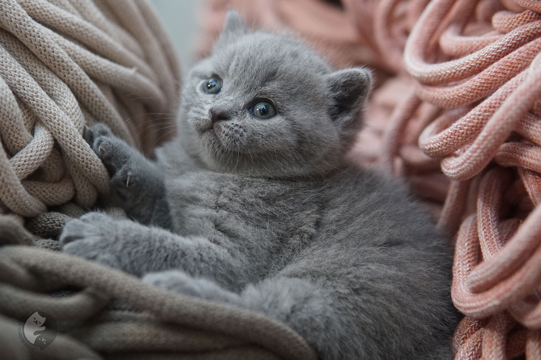 Kitten showing off pink nose