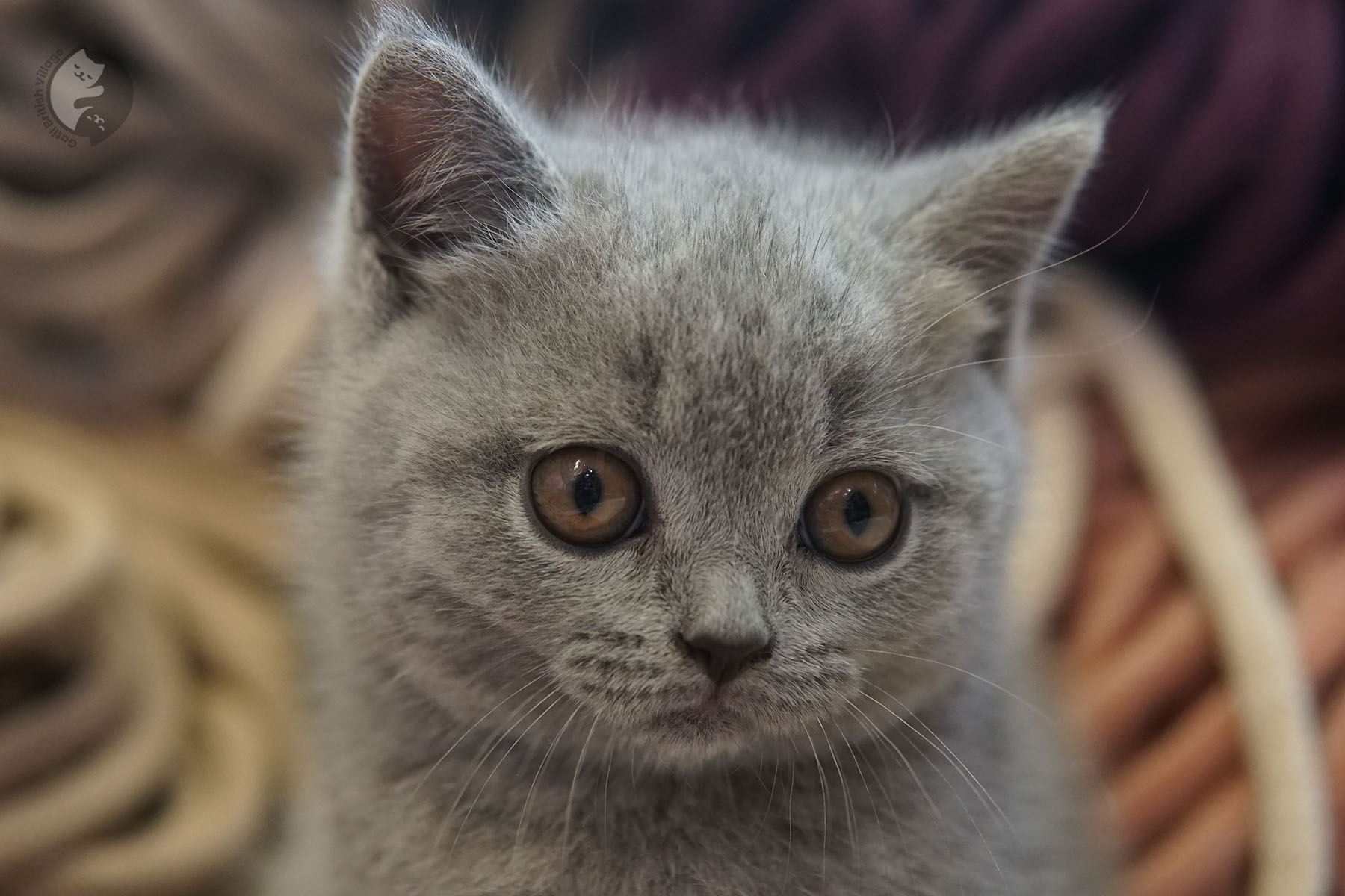 Kitten looking calm and serene
