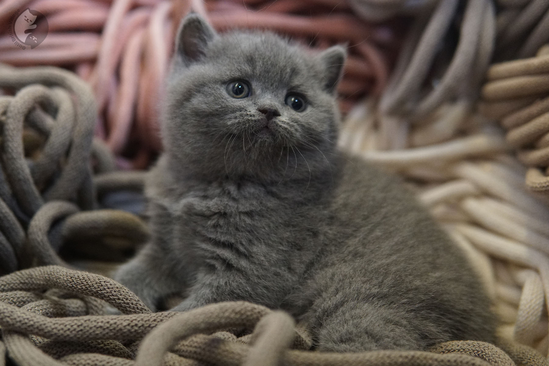 Kitten with tiny delicate muzzle