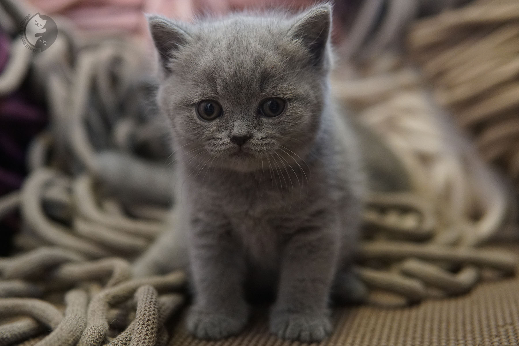 Kitten with expressive bright eyes
