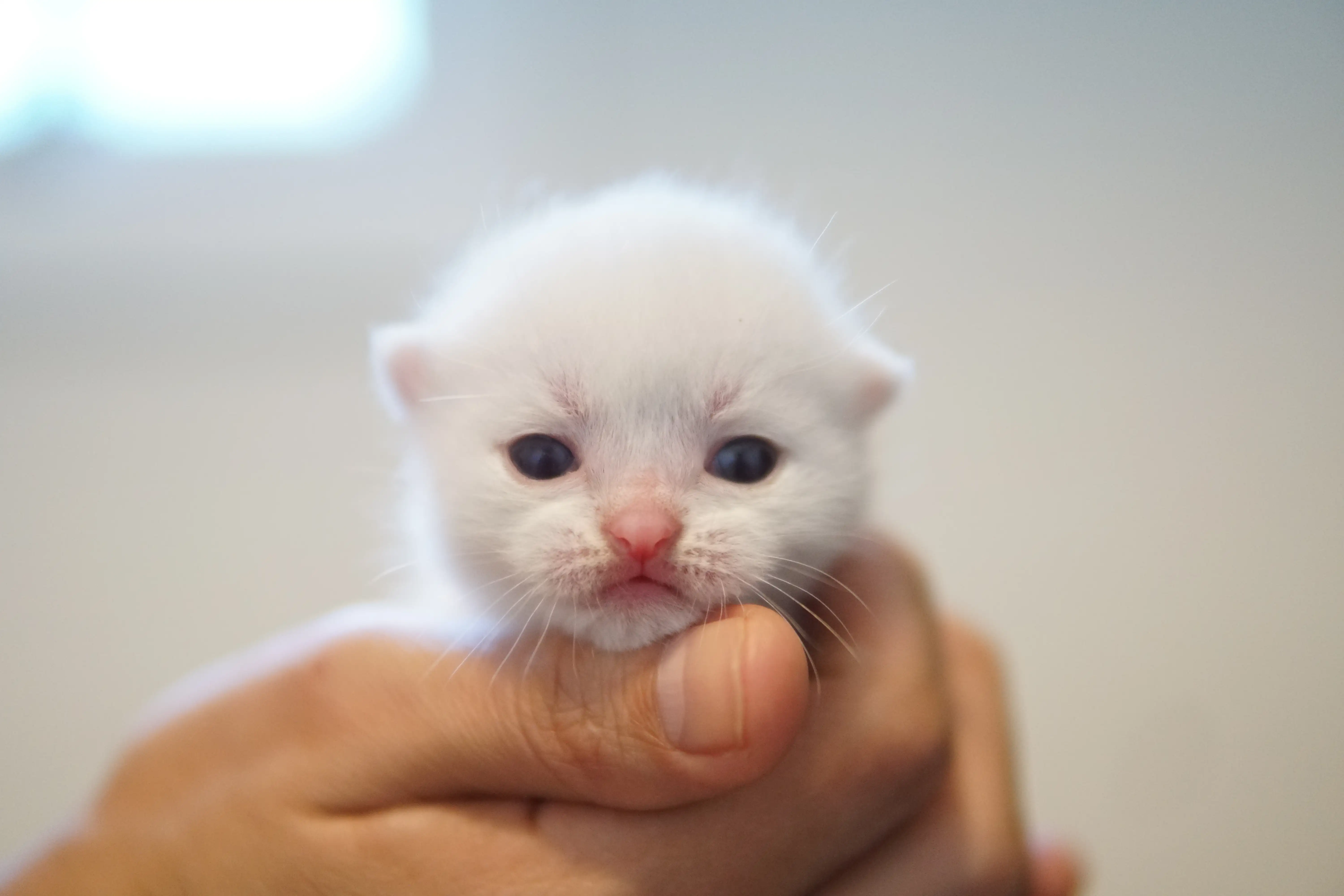 Kitten exploring the orange toy with curiosity