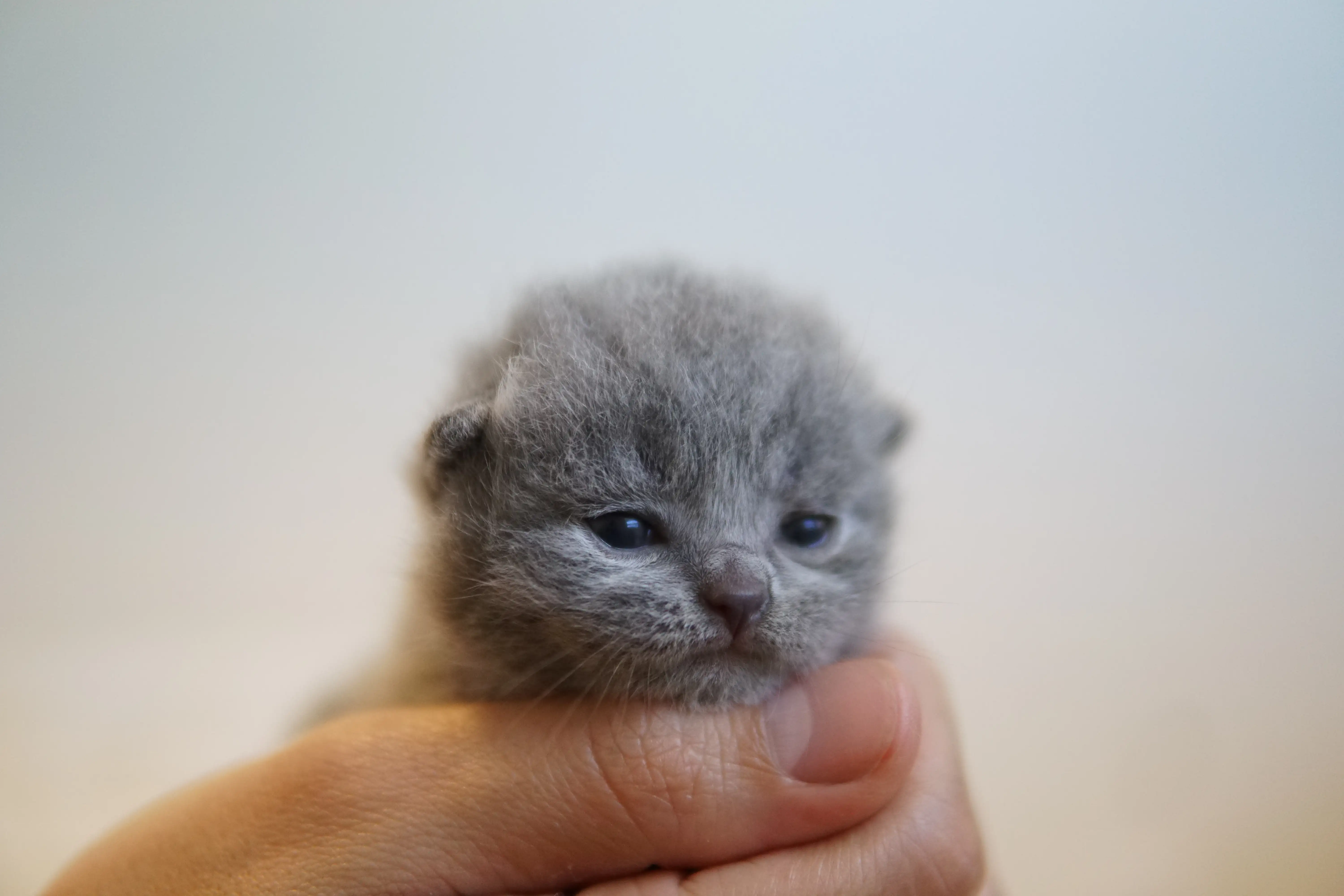 Kitten investigating the environment attentively
