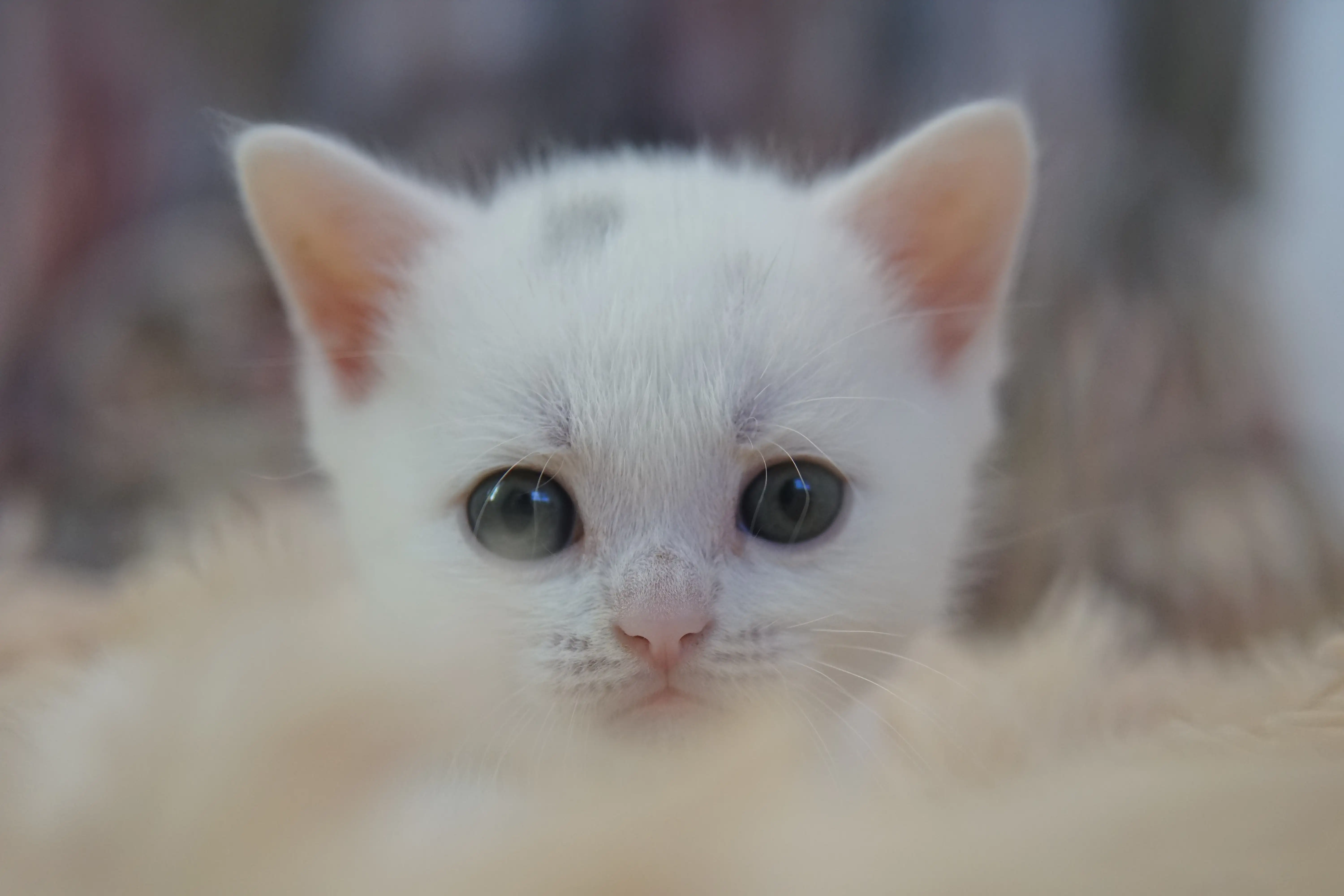 Kitten watching from inside the toy