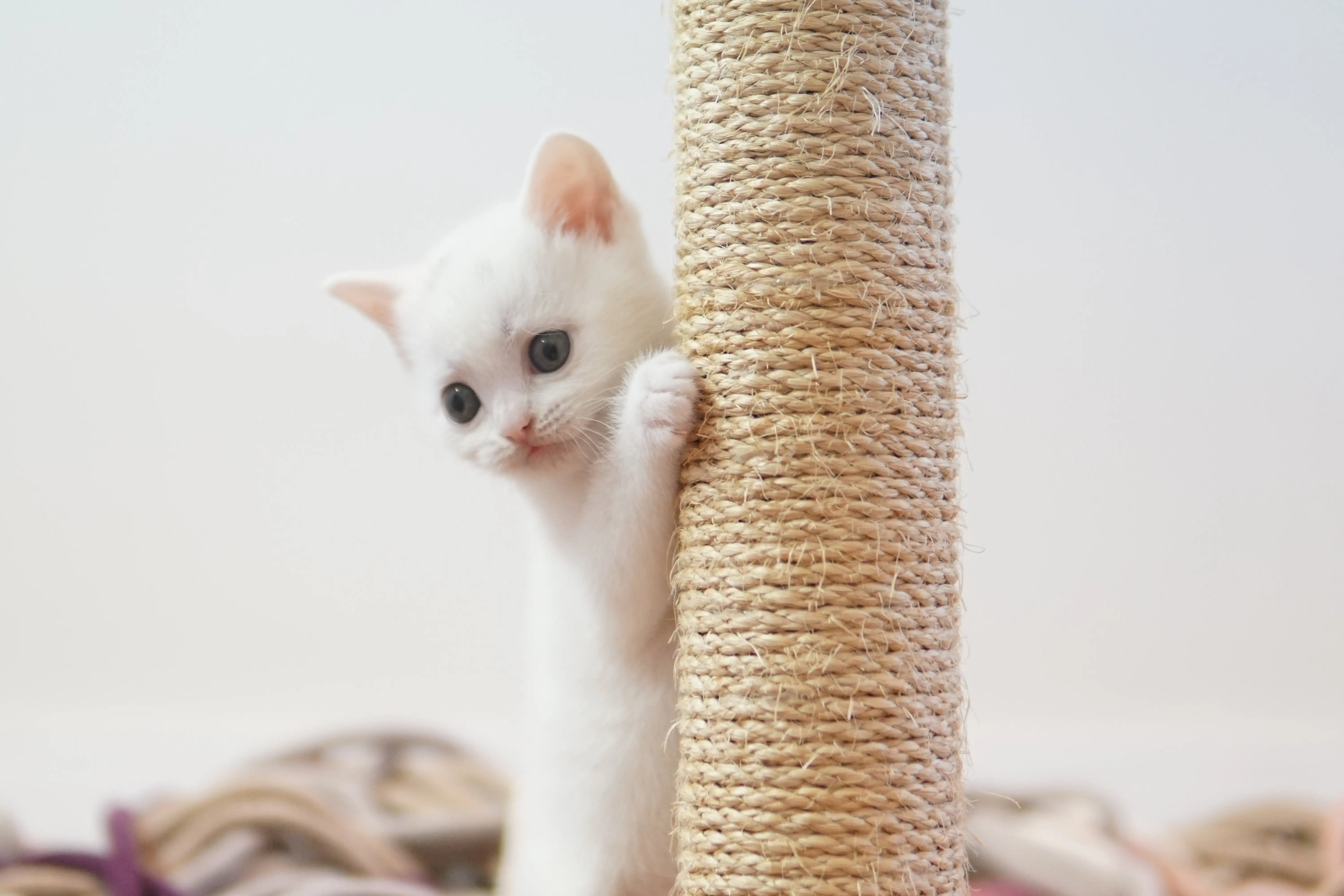 Kitten near the fluffy cushion