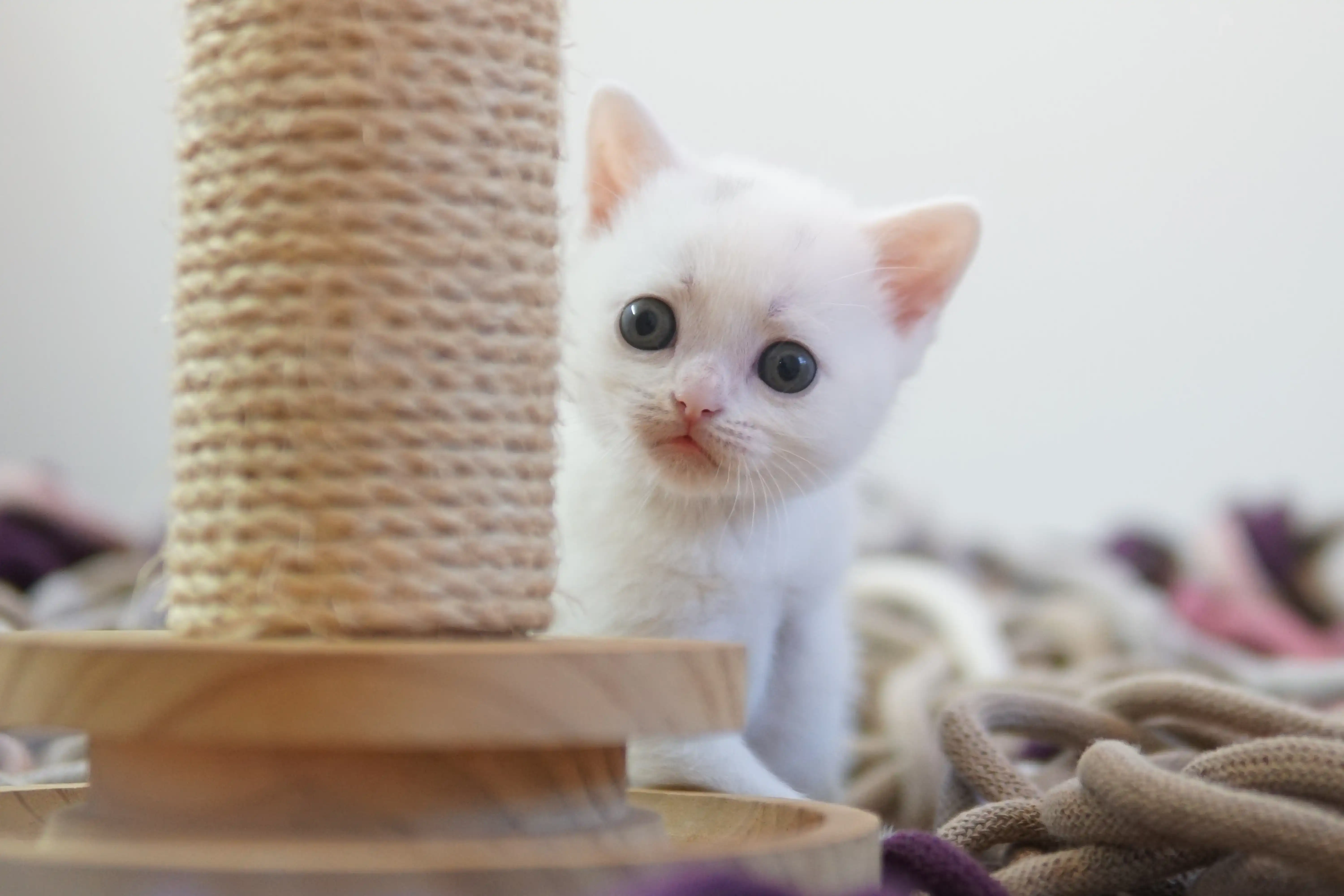 Kitten in a classic pose by the scratching post