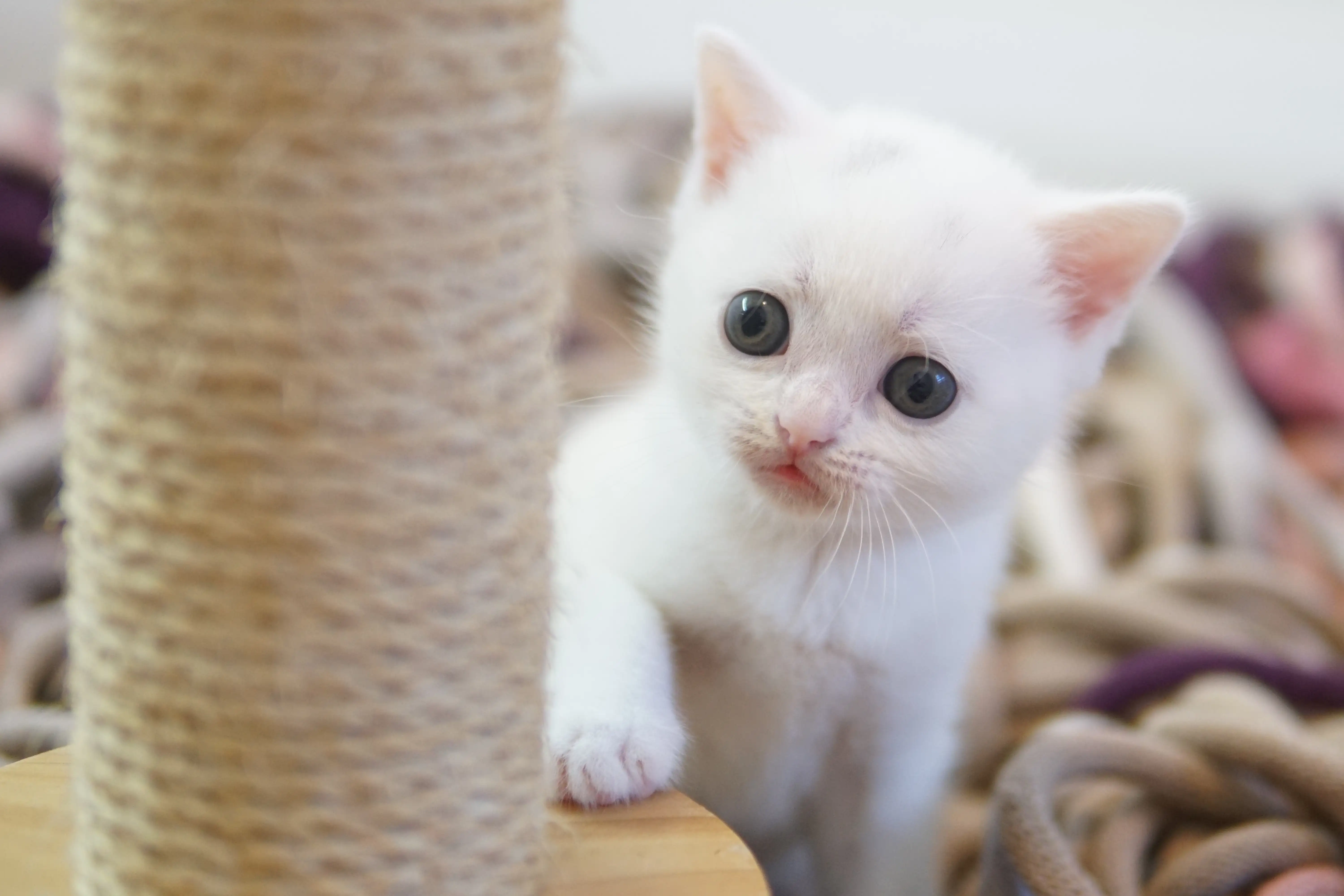 Kitten showing all the cuteness