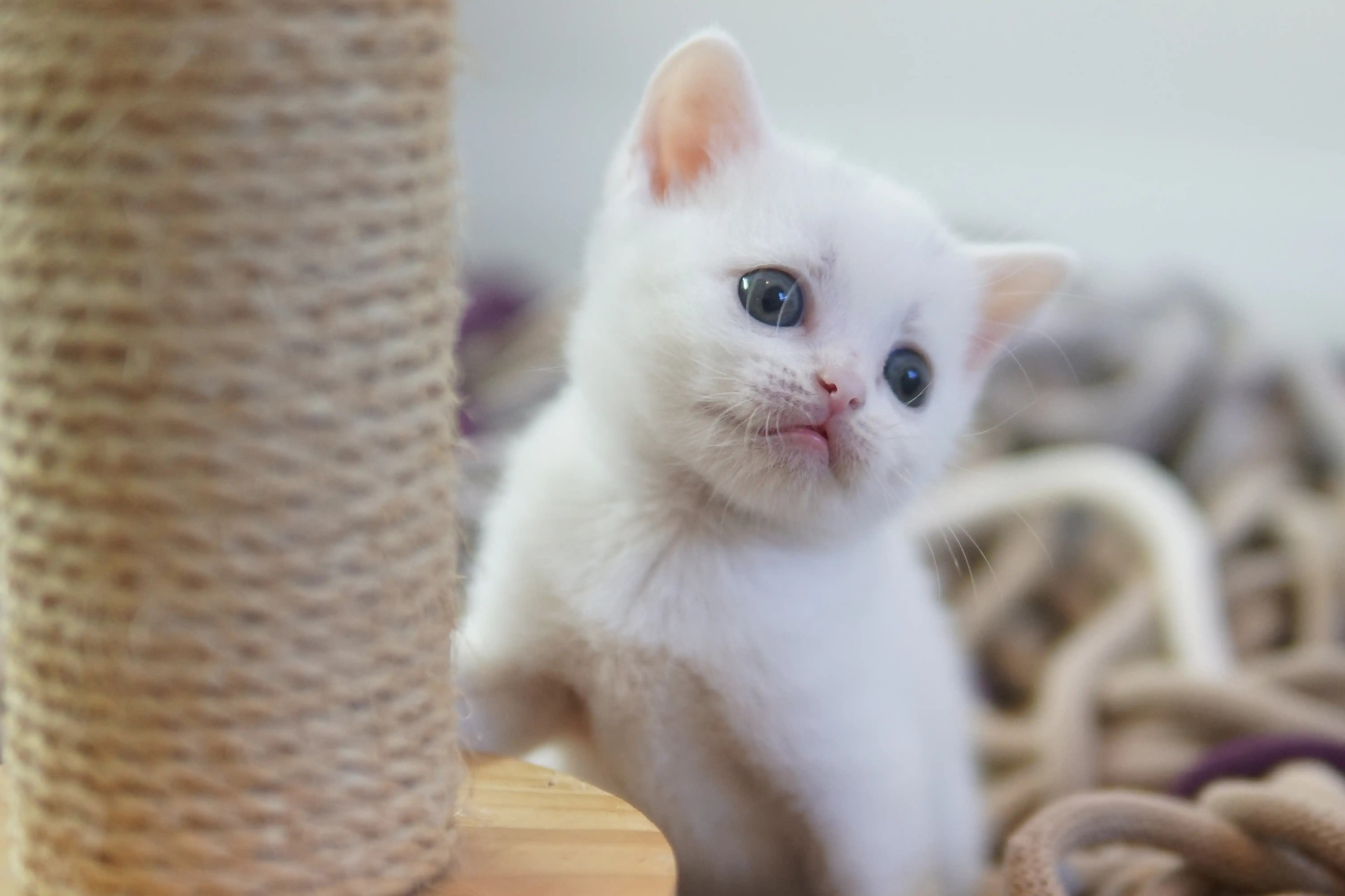 Kitten relaxing in the favorite corner
