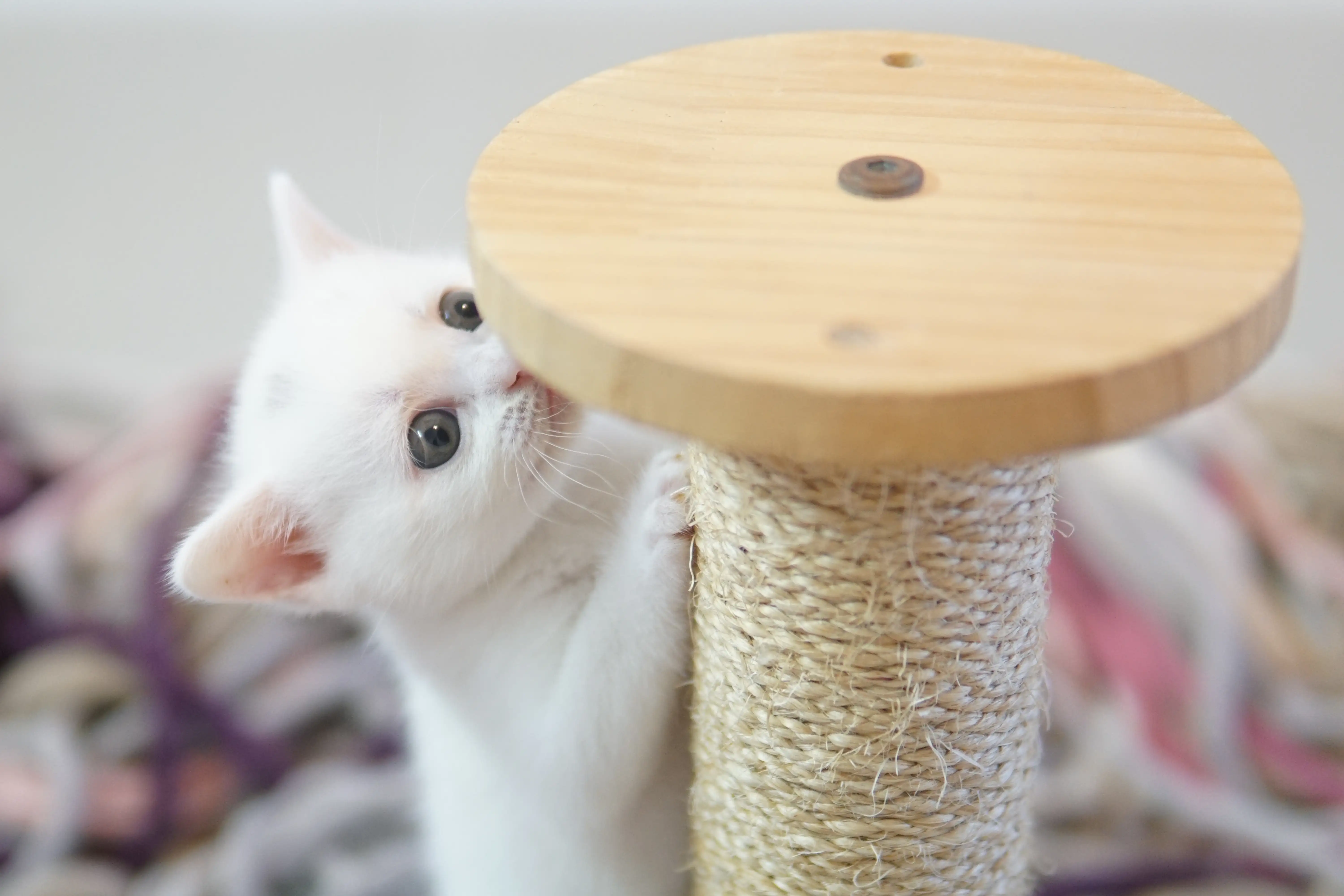 Kitten focused on the colorful toy