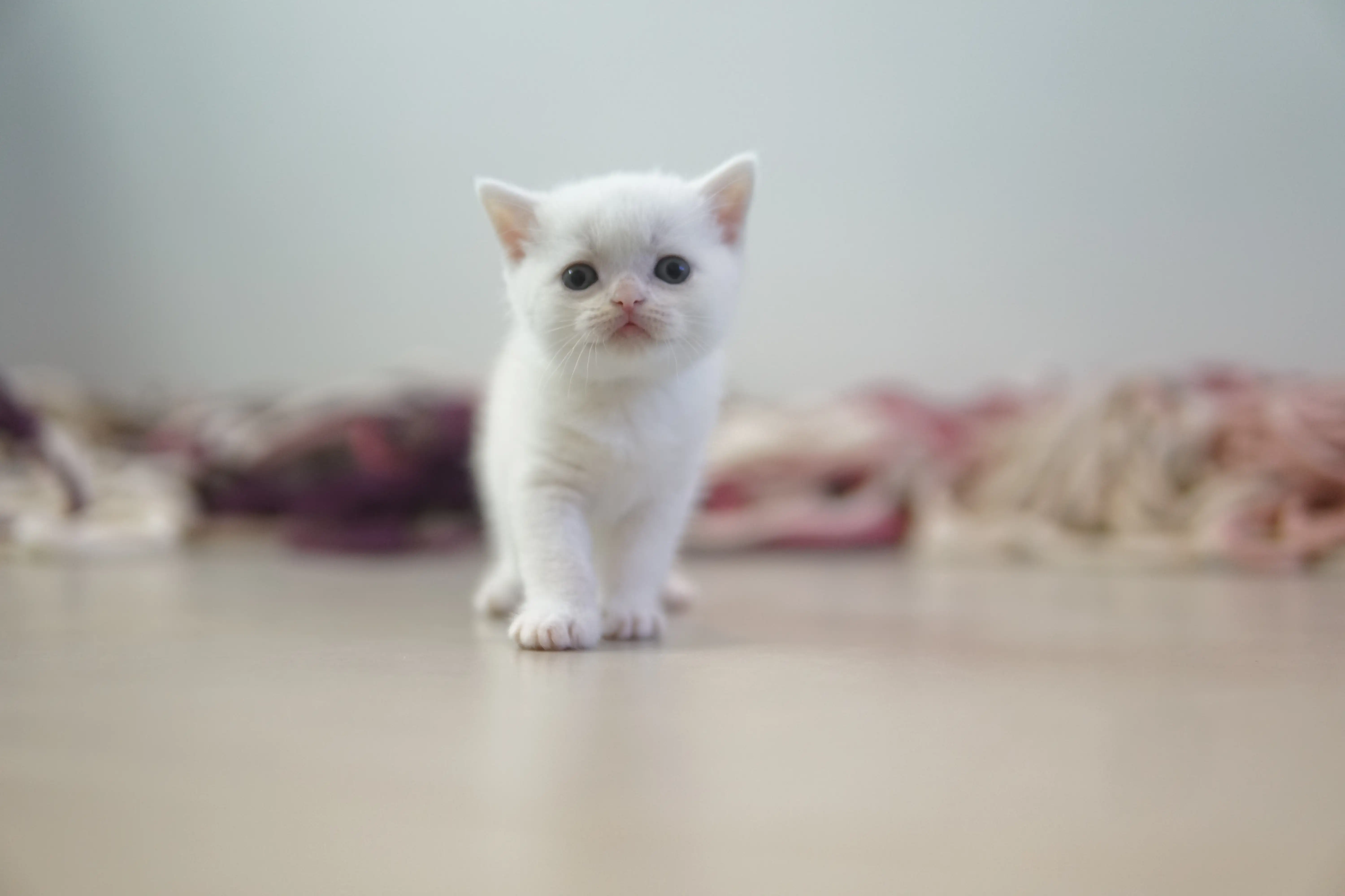 Kitten climbing the scratching post skillfully