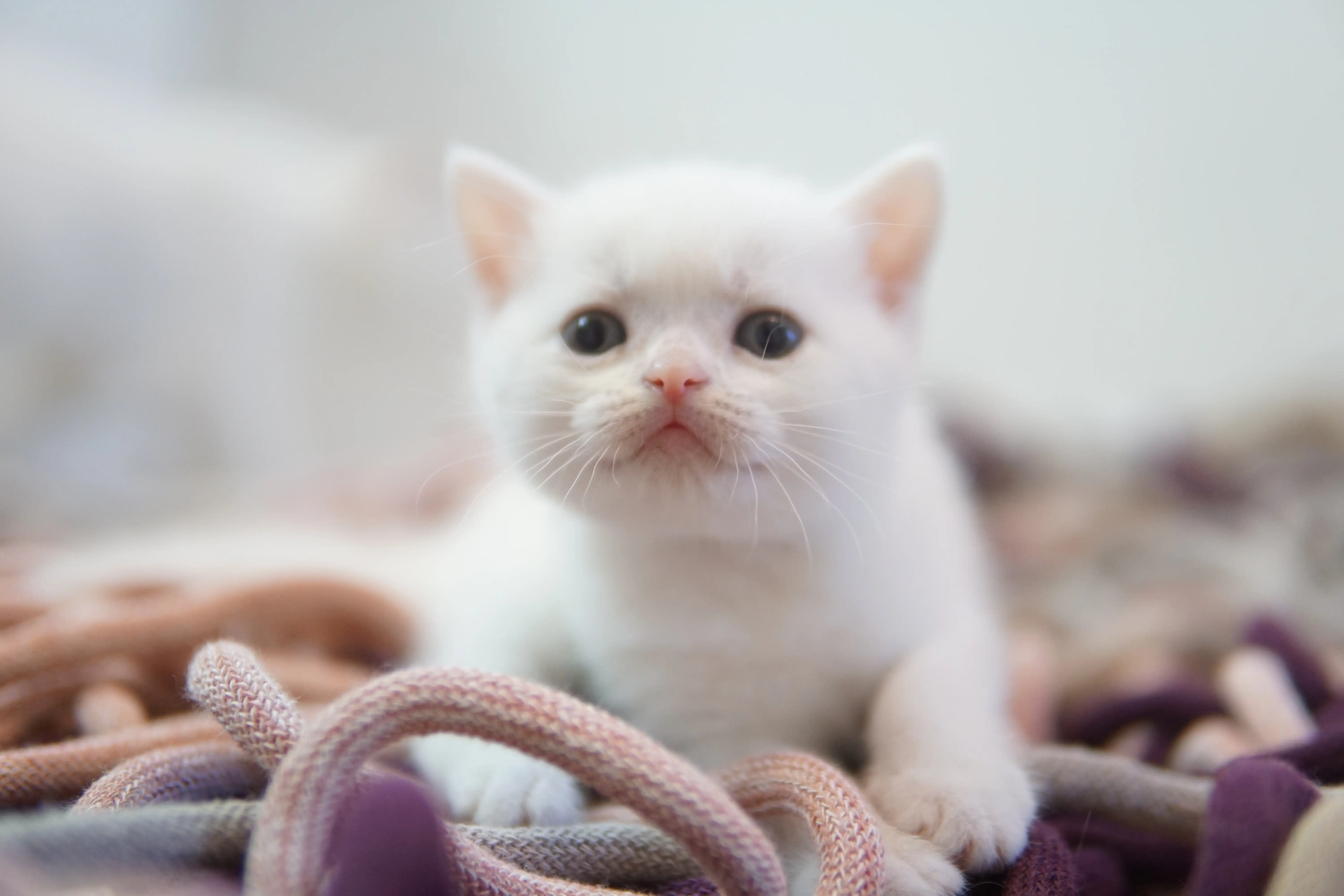 Kitten with a curious gaze next to the toy