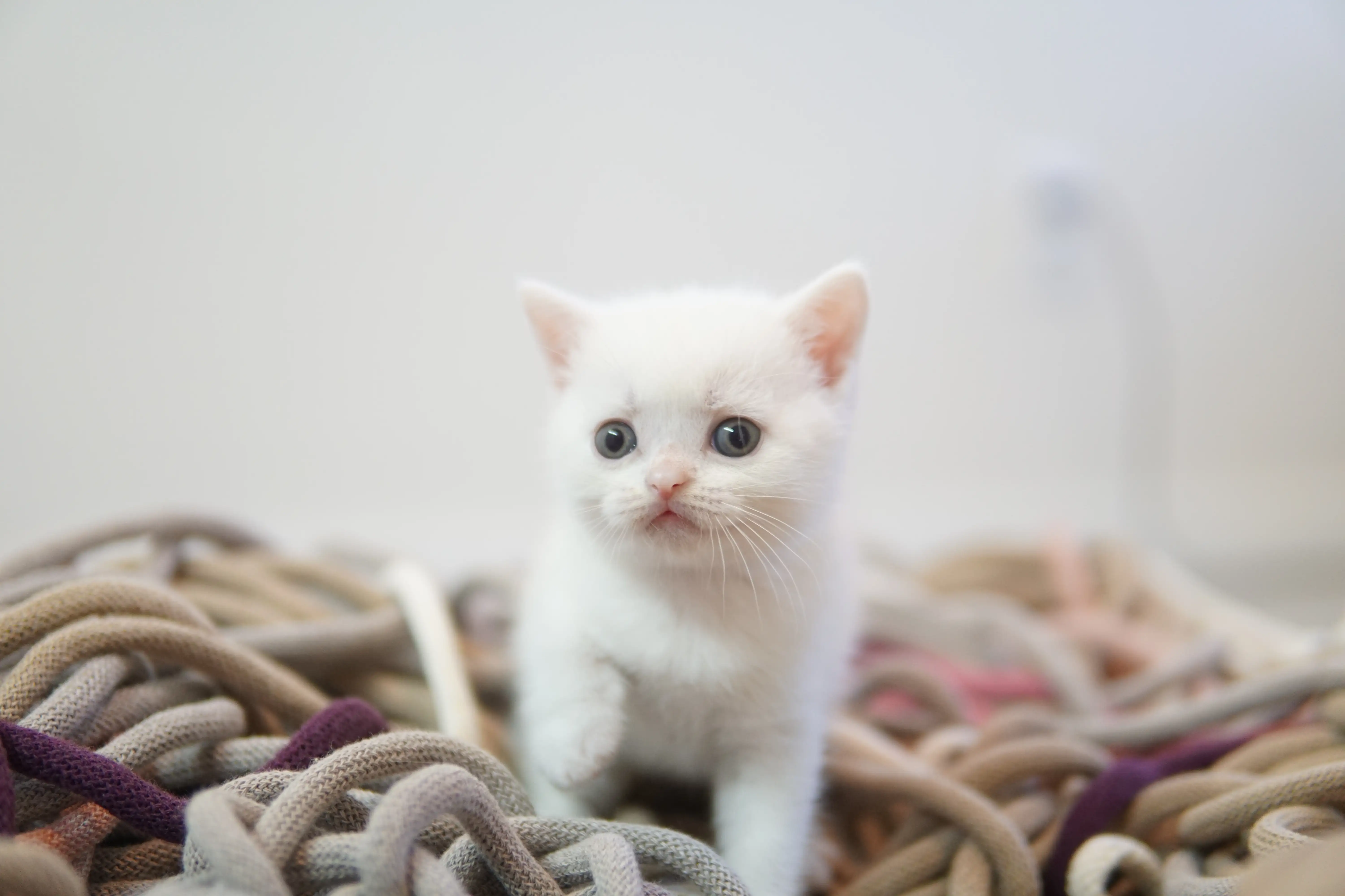 Kitten exploring new corners