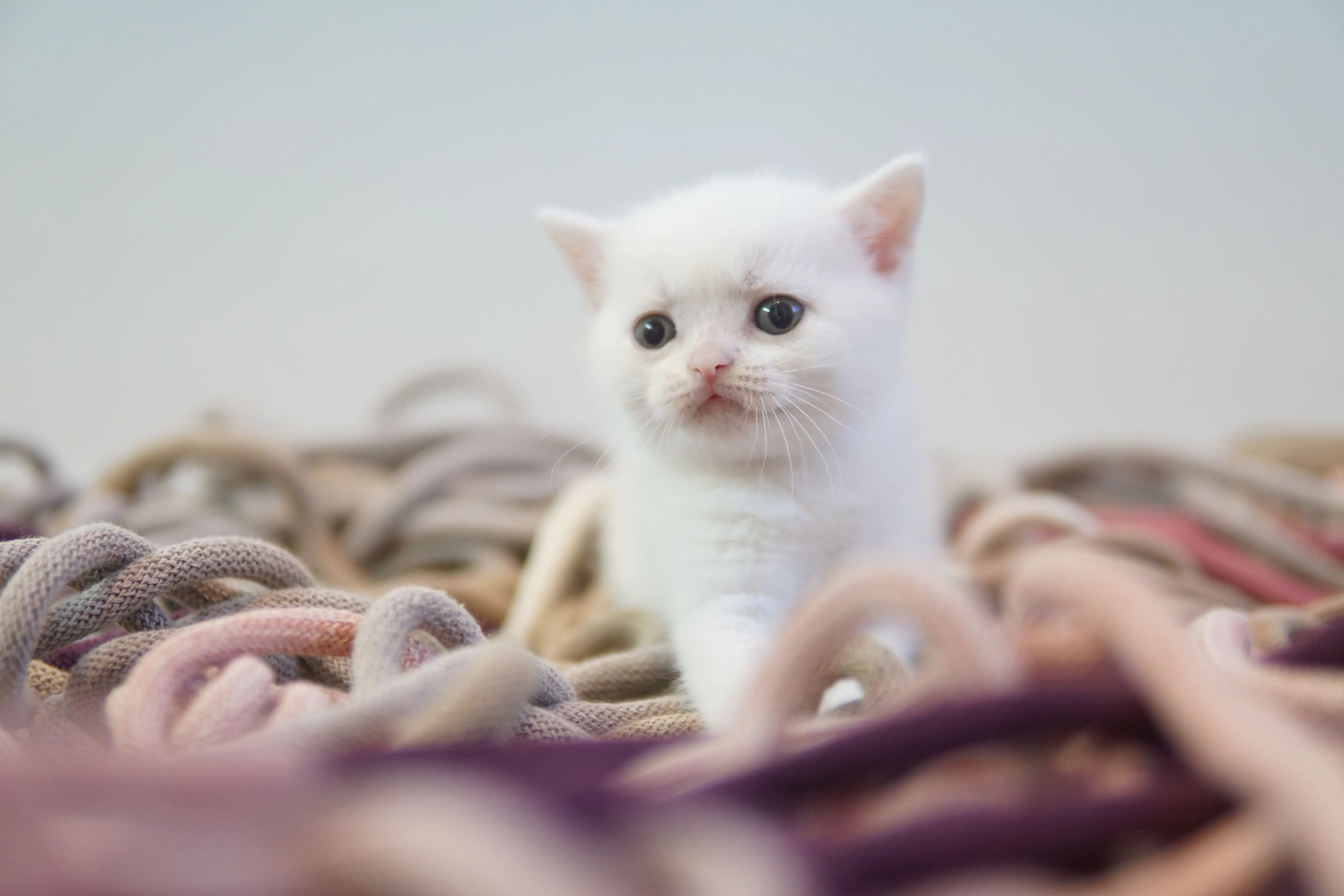 Kitten lying among the toys