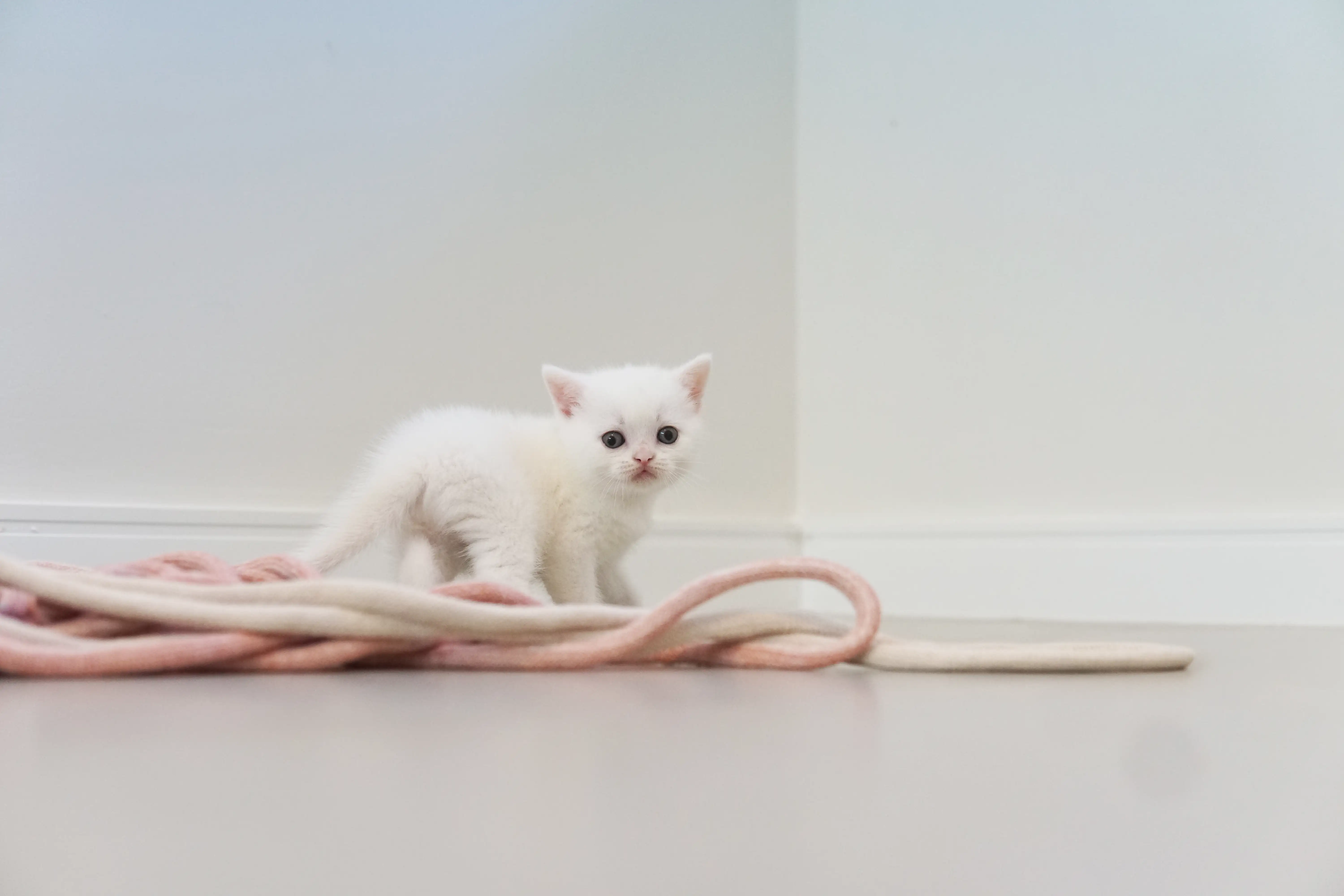 Kitten showing confidence in the space