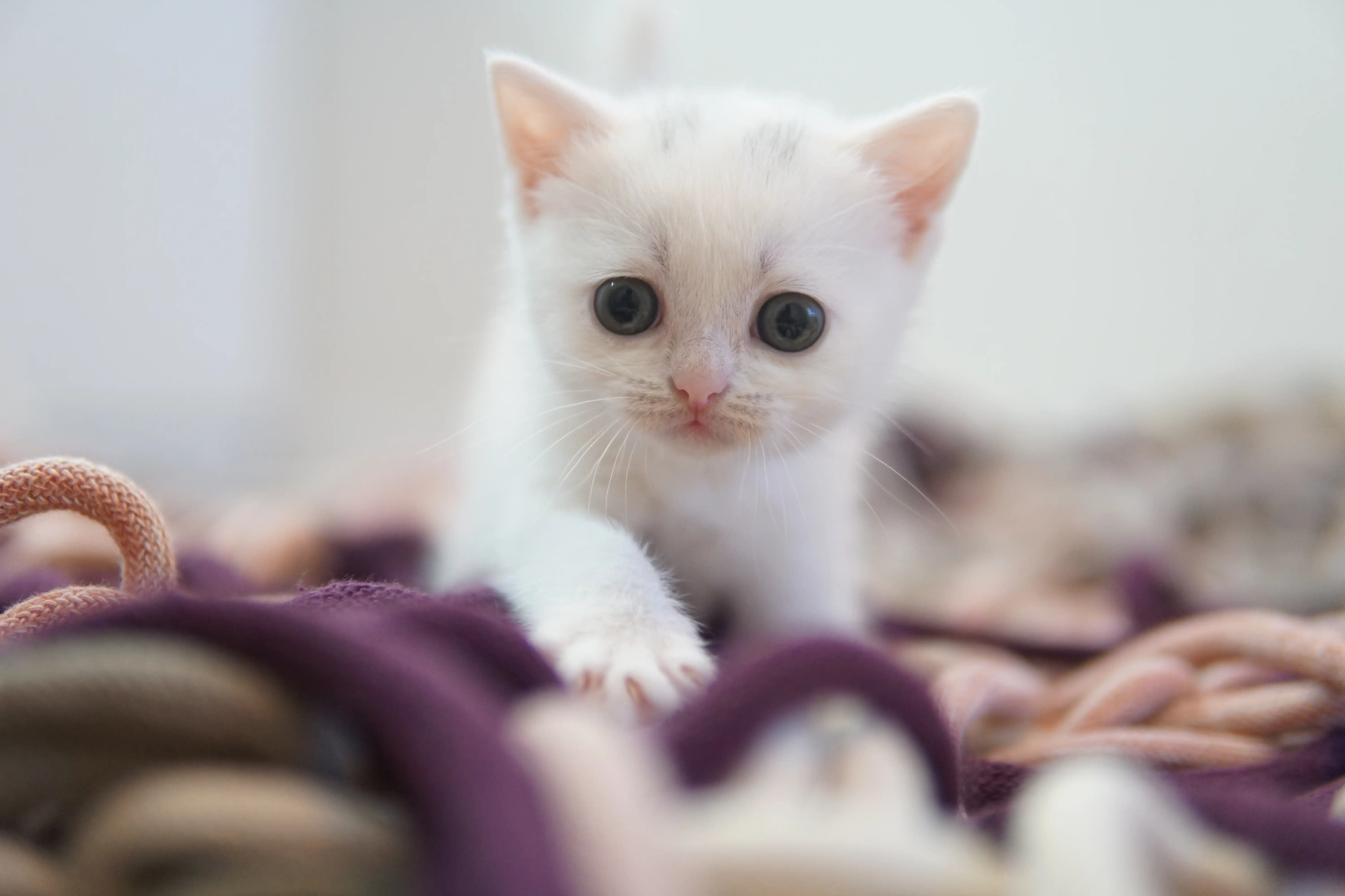 Kitten in another cute pose