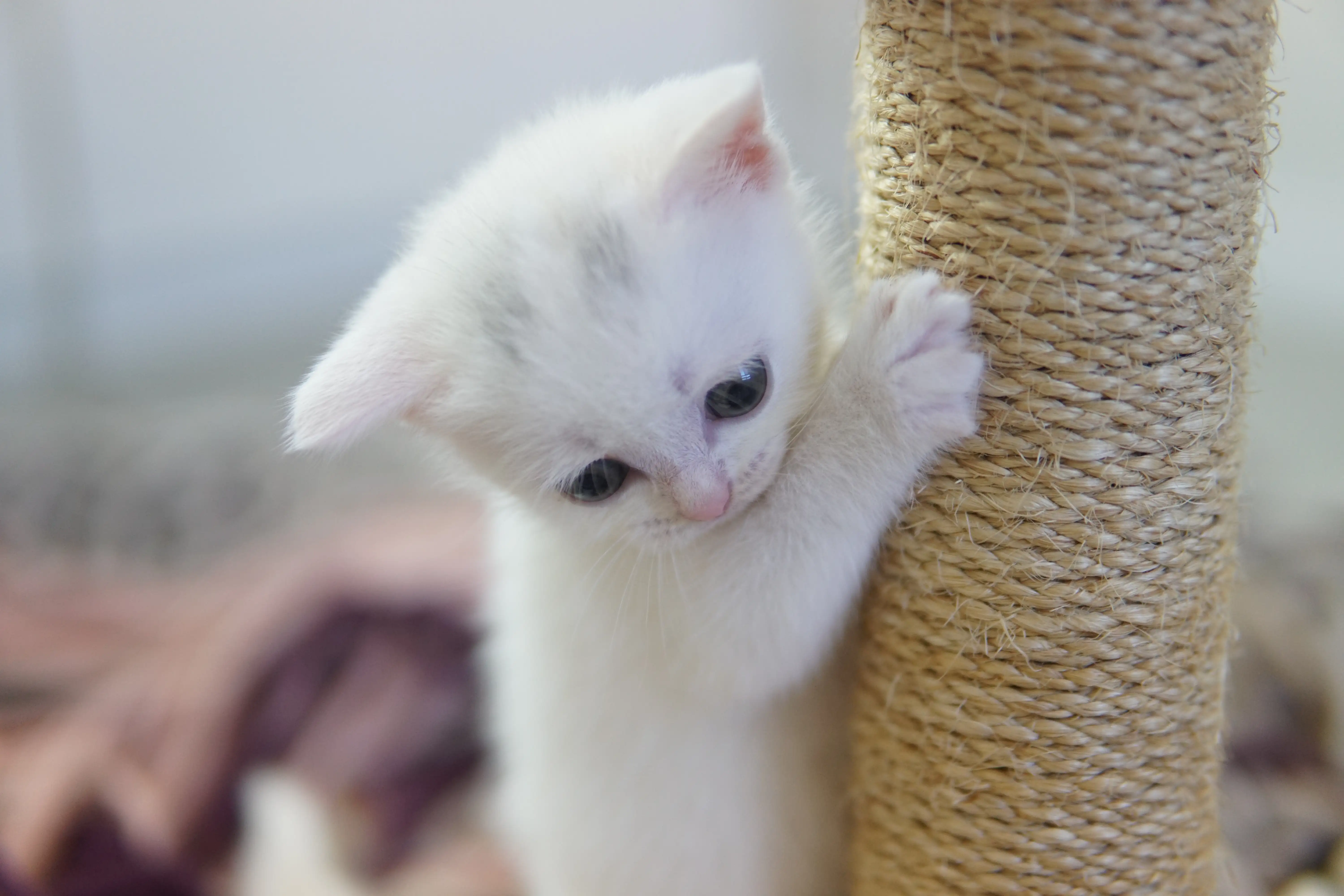 Kitten relaxing after lots of play