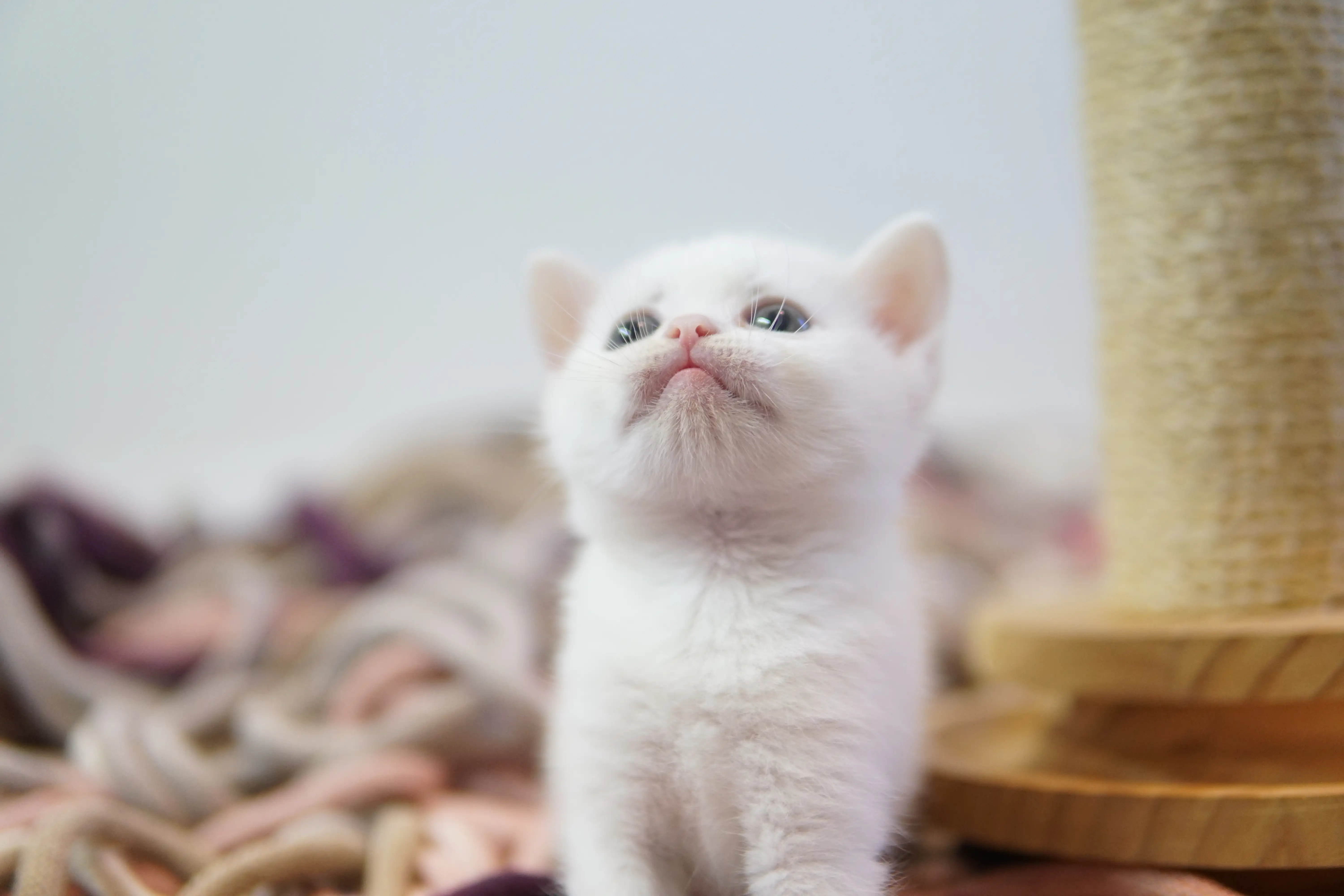 Kitten enjoying the comfort of the cushion