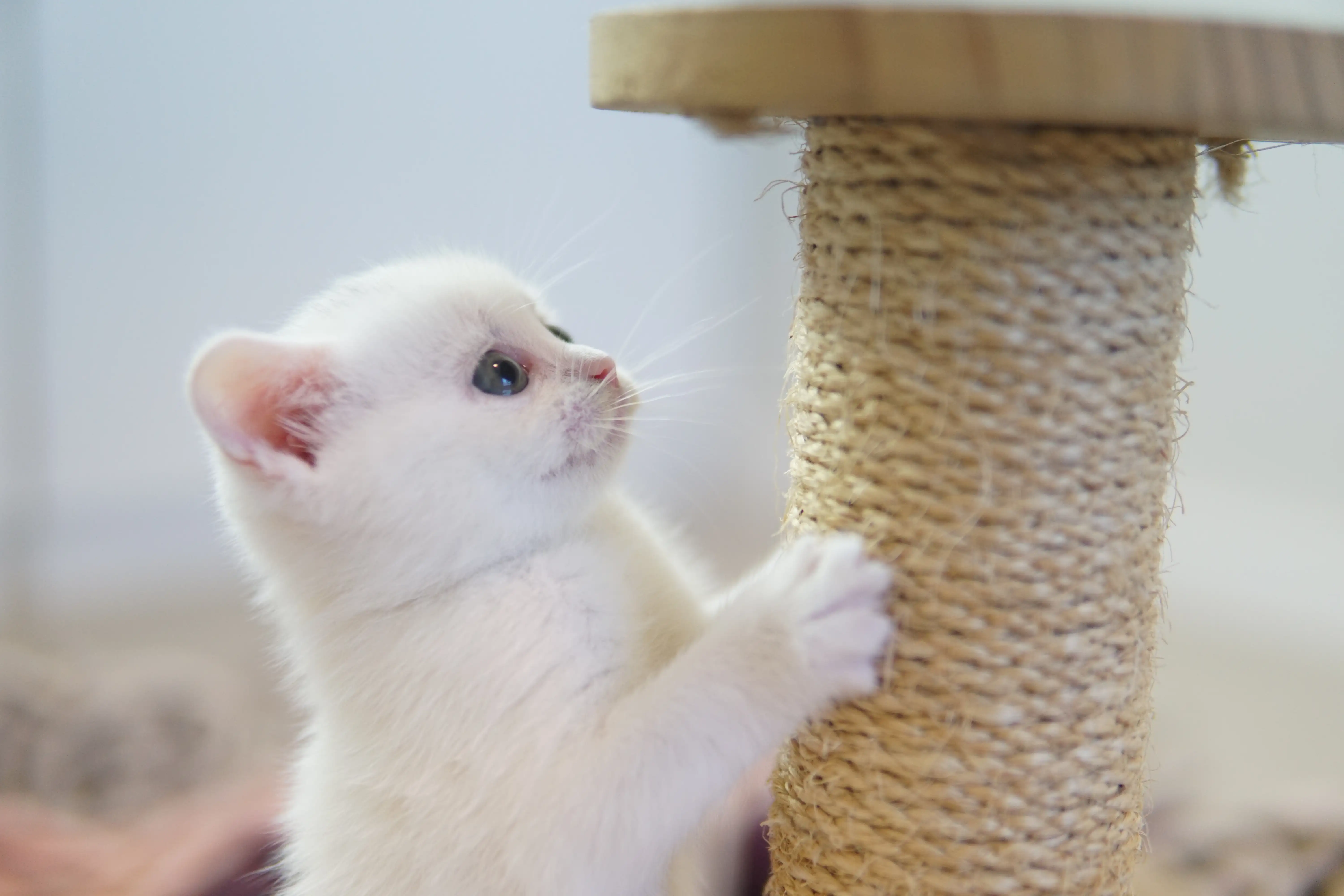 Kitten playing with the stacking toy