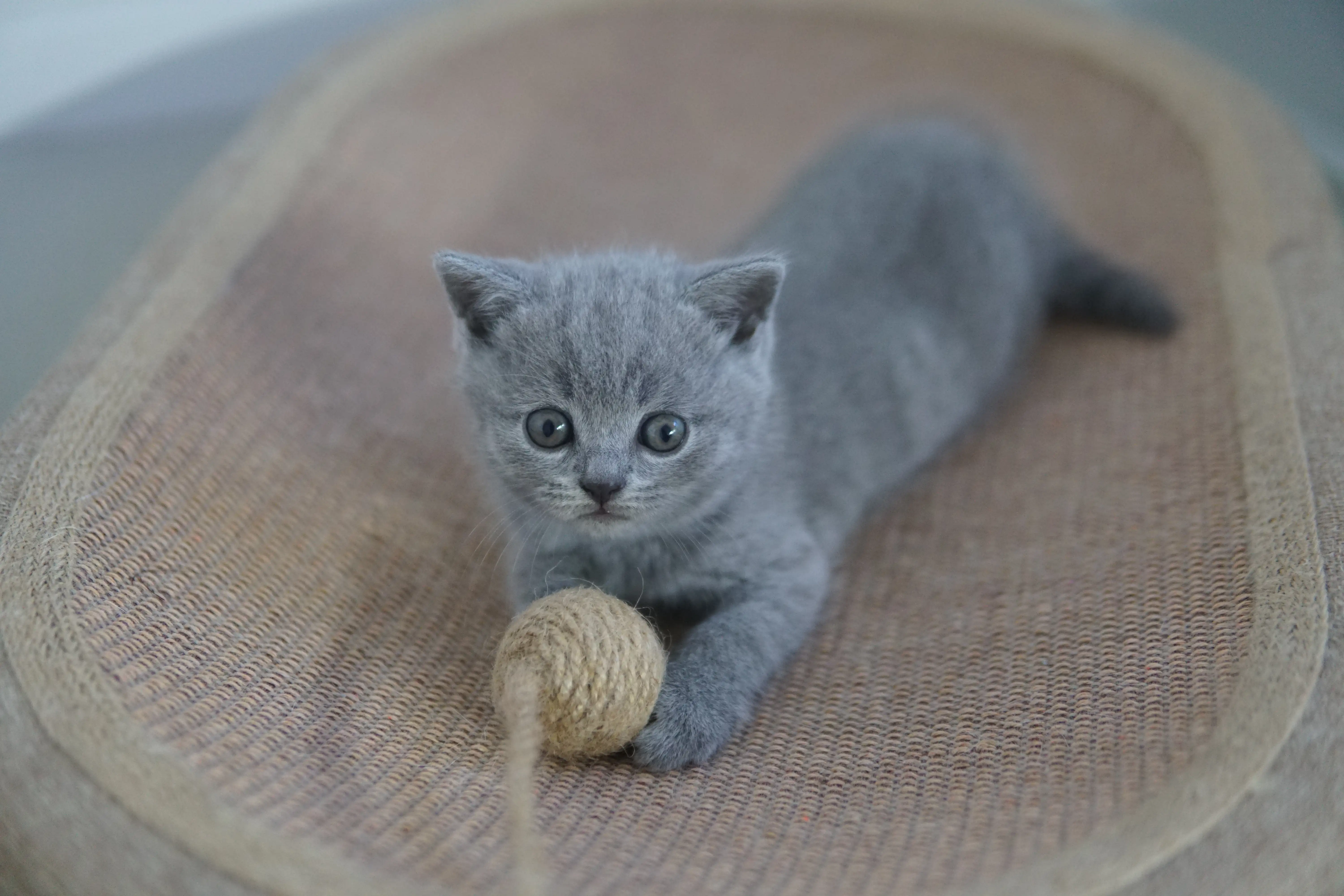Kitten showing delicacy in the gaze
