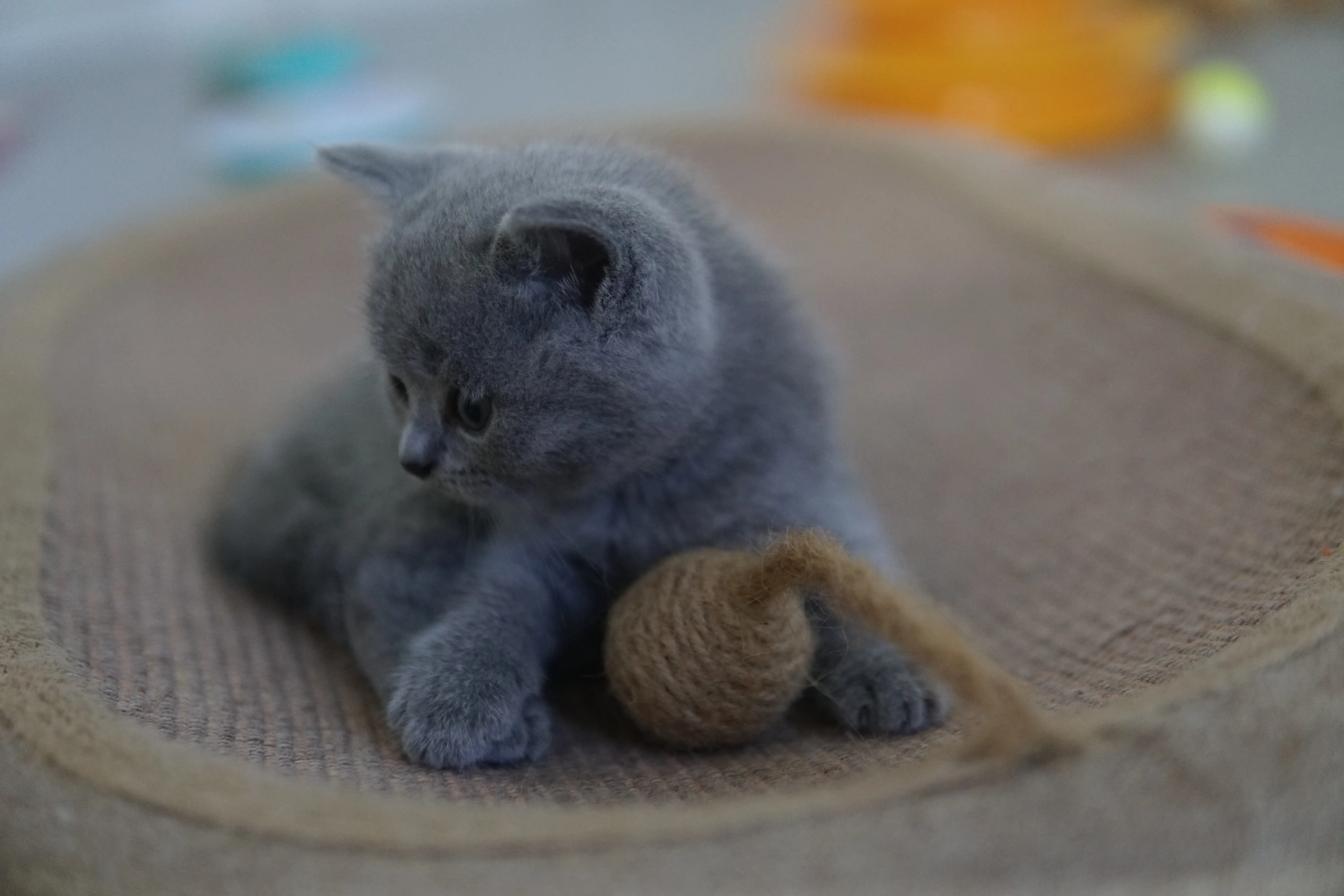 Kitten moving around with energy