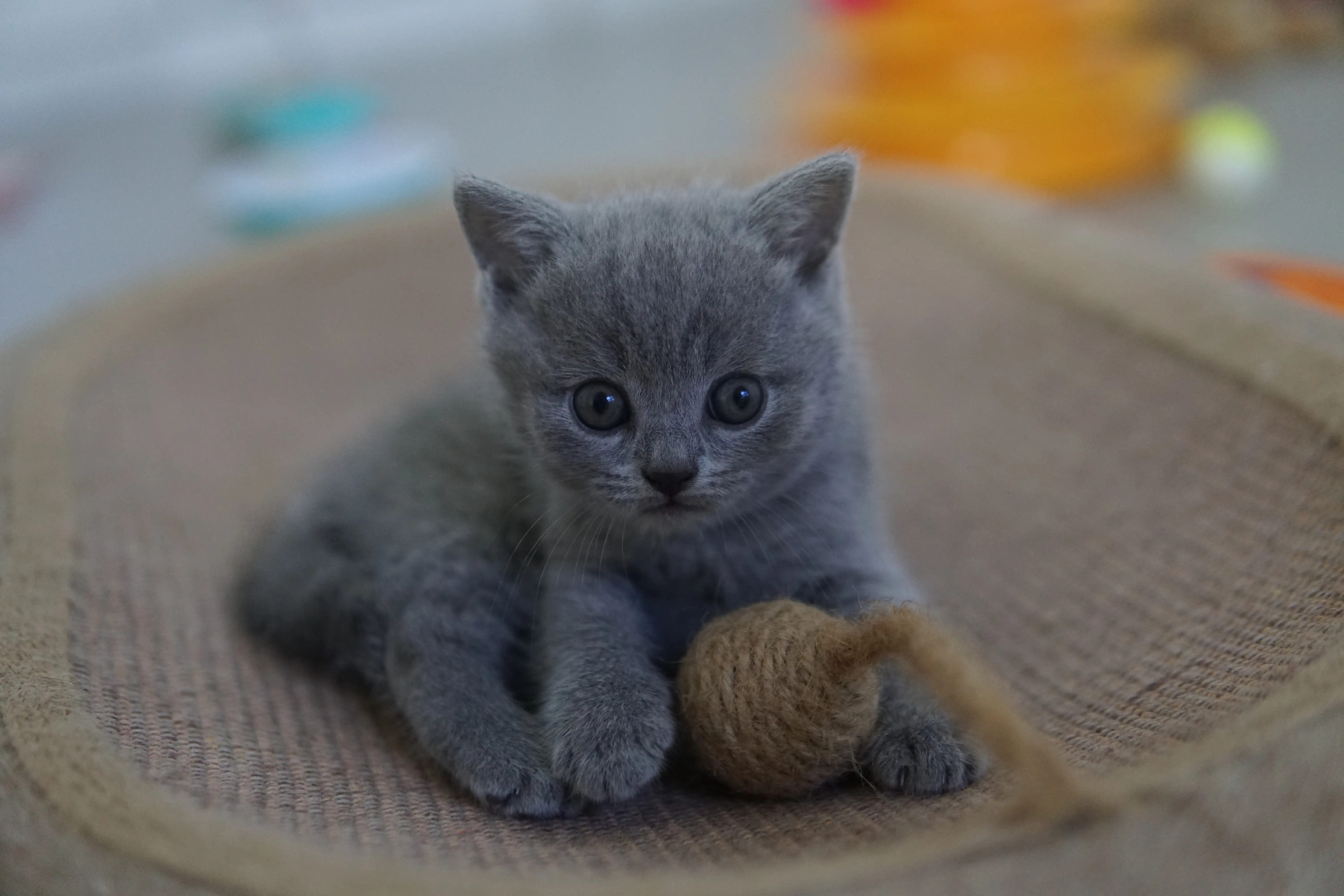 Kitten ready for a good nap
