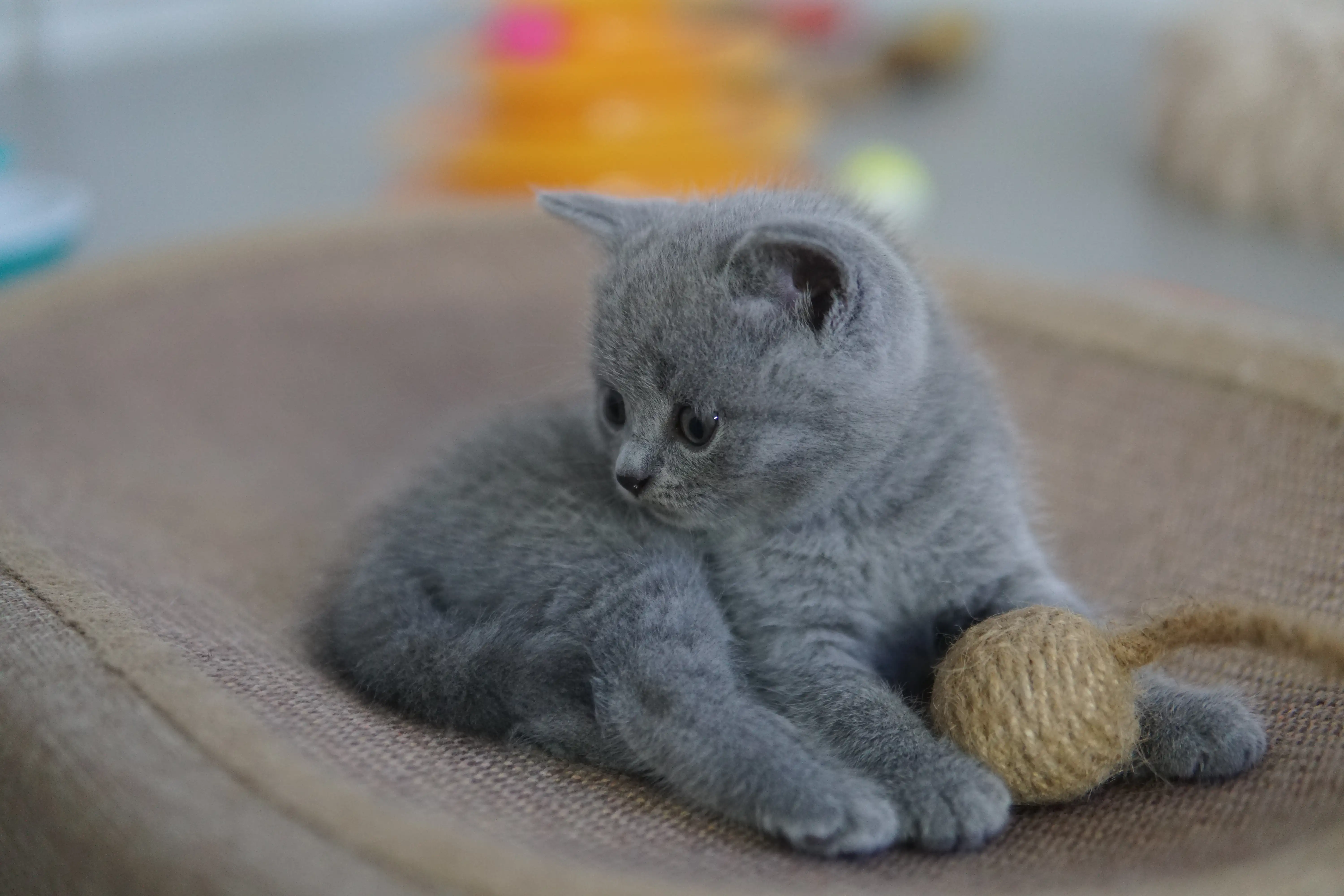 Kitten in action next to the scratching post