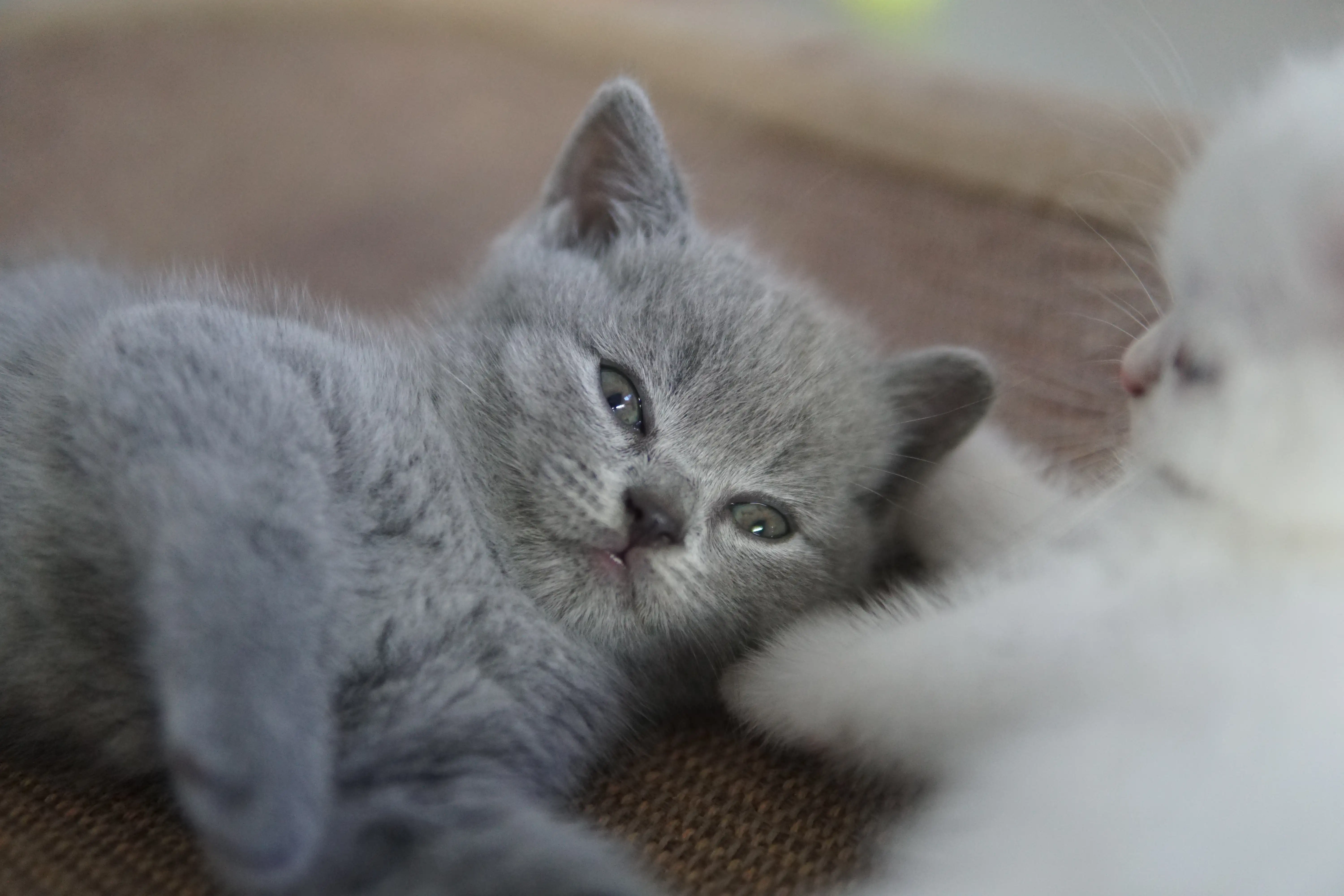 Kitten relaxing after lots of exploration