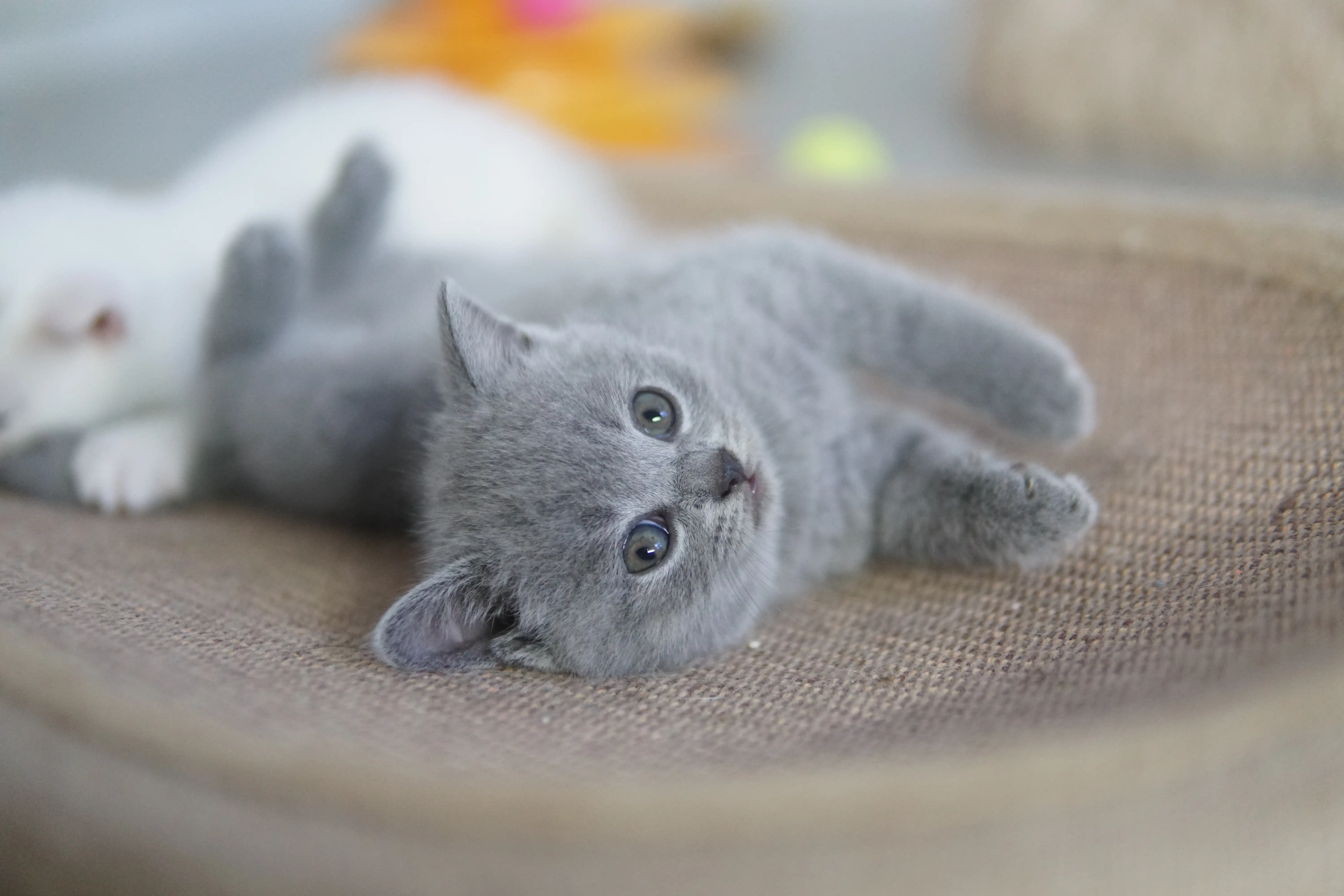 Kitten focused on the favorite game