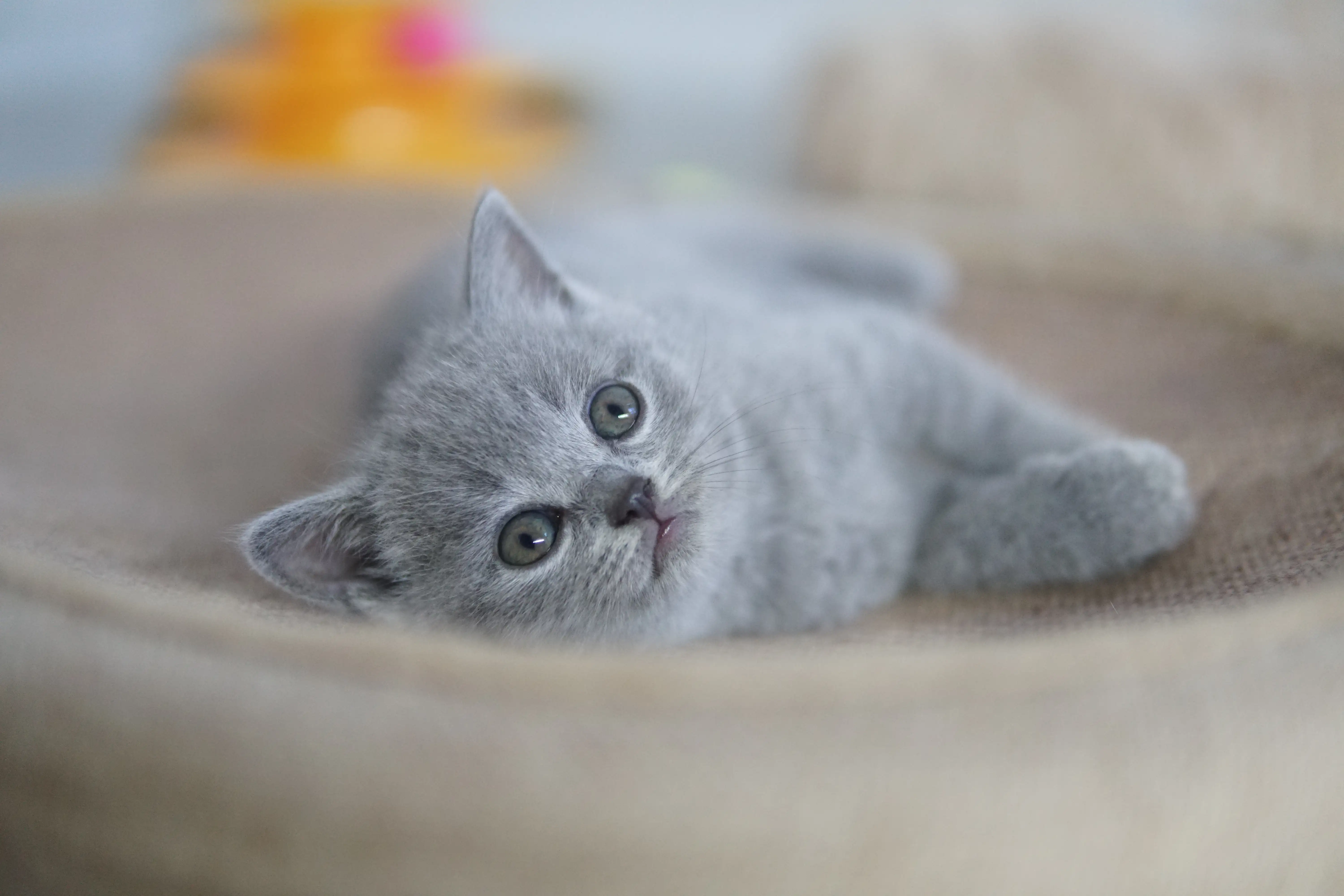 Kitten interacting with the scratching post and toys
