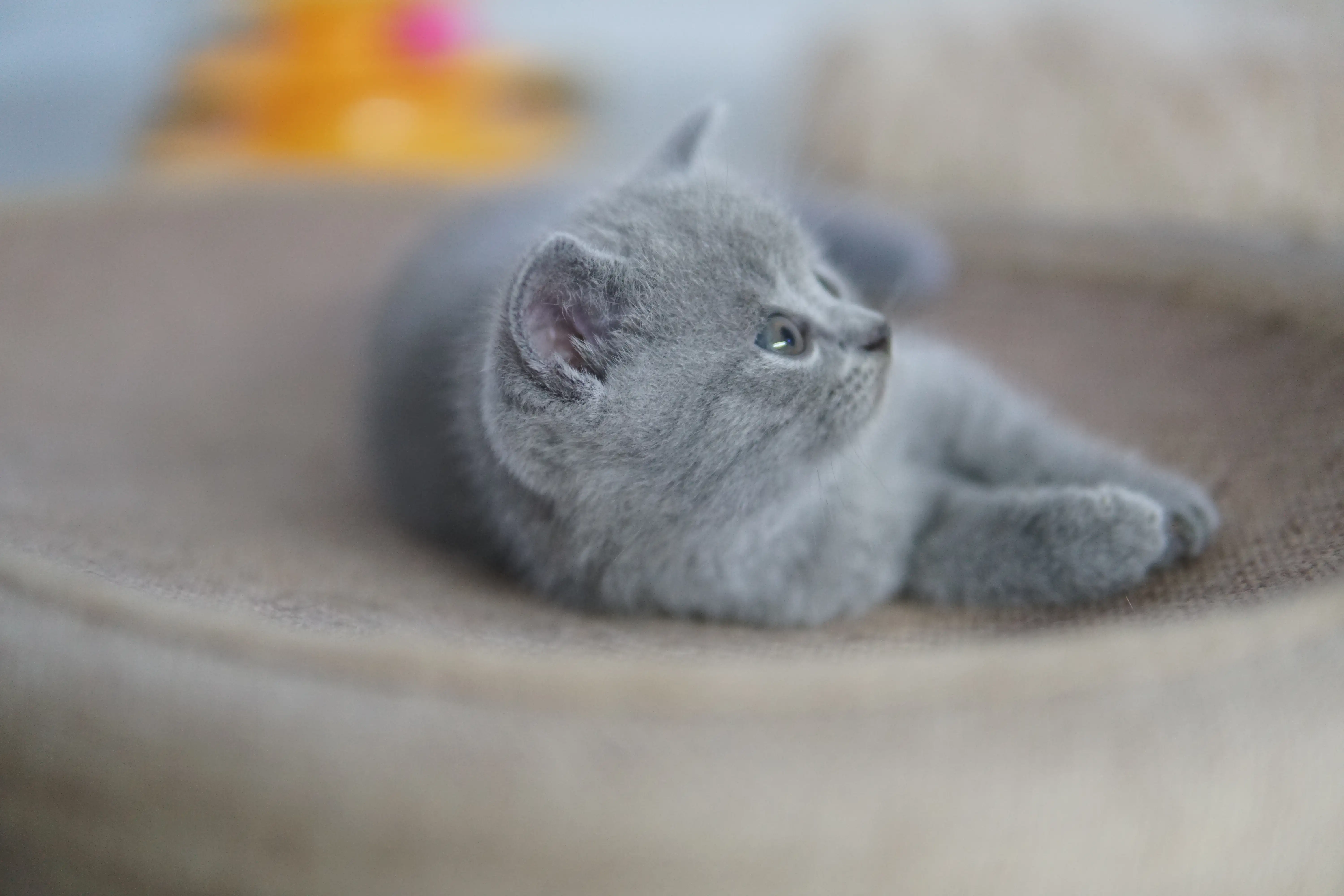 Kitten in another charming pose