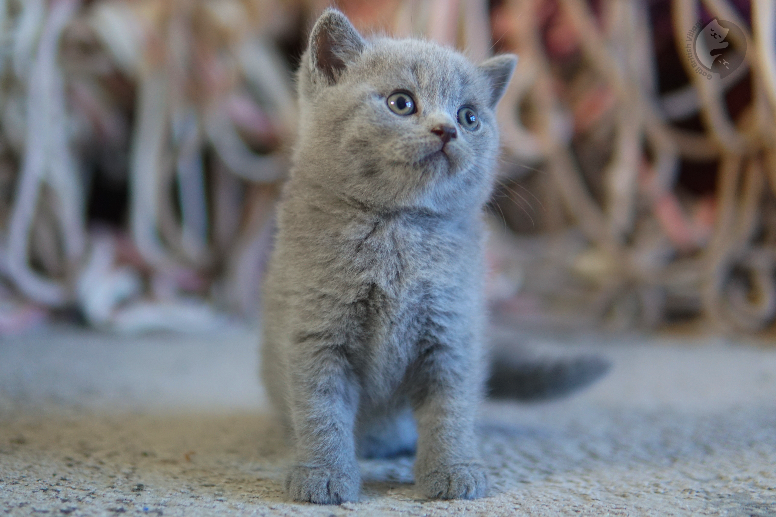 Kitten exploring surroundings gently