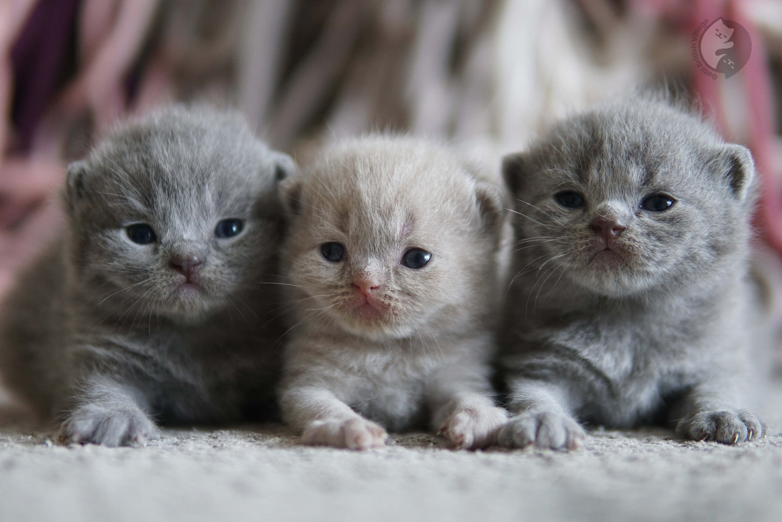 Kitten sniffing soft blanket