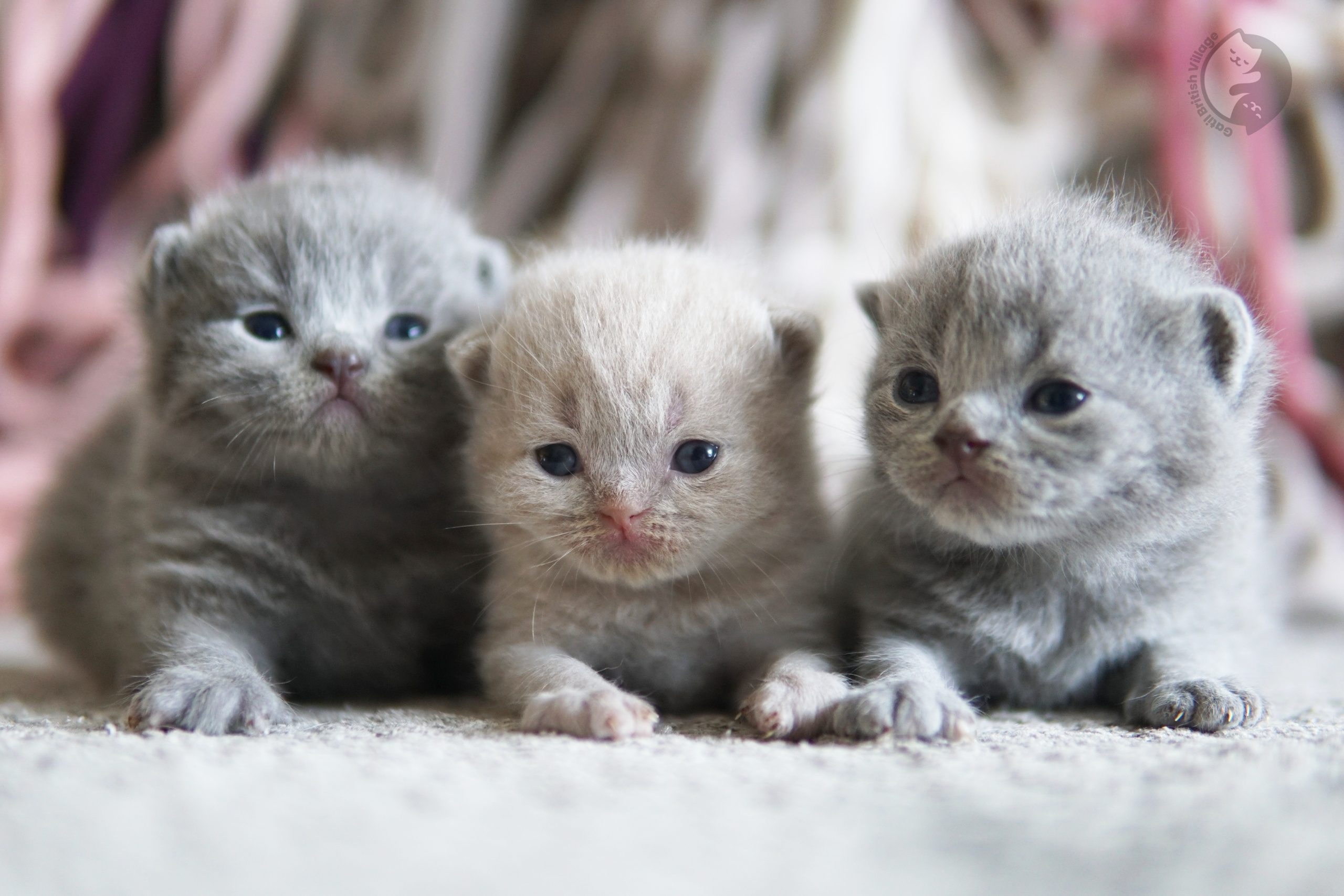 Kitten with crossed paws