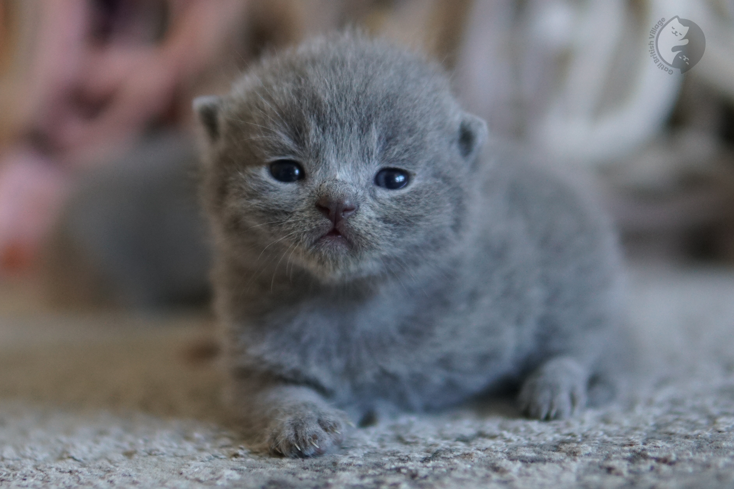 Kitten posing with focus