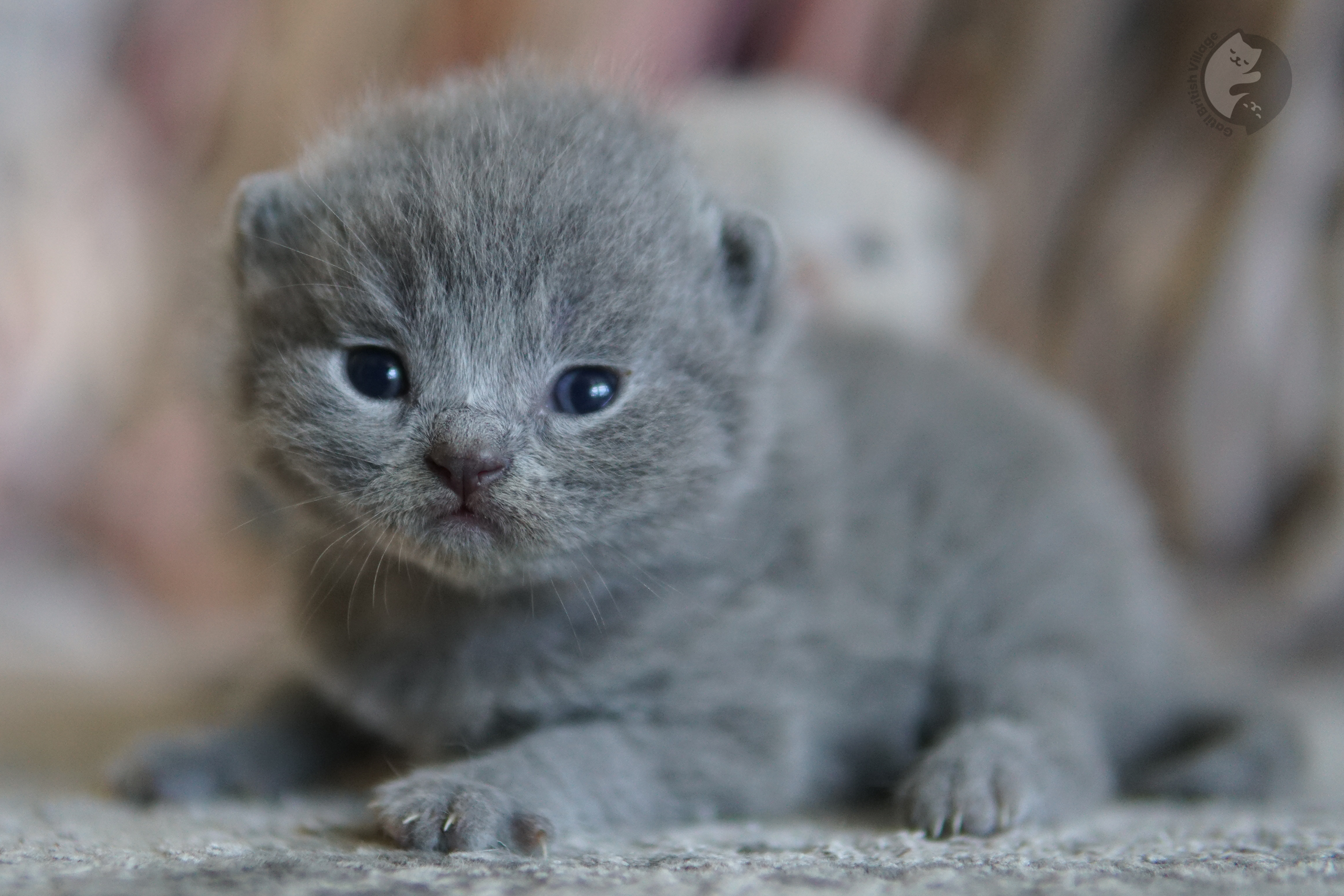 Kitten showing soft paws