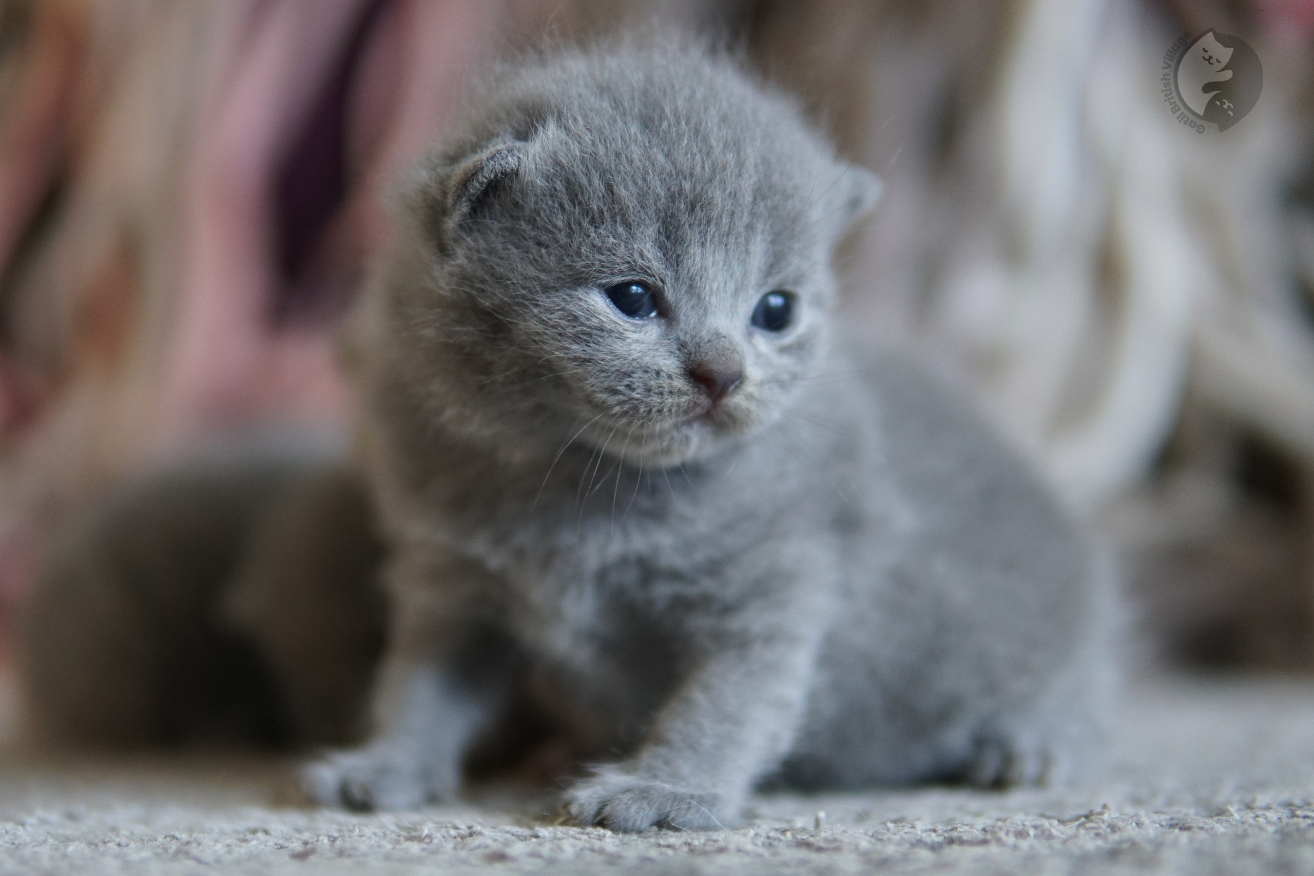 Kitten with ears perked up