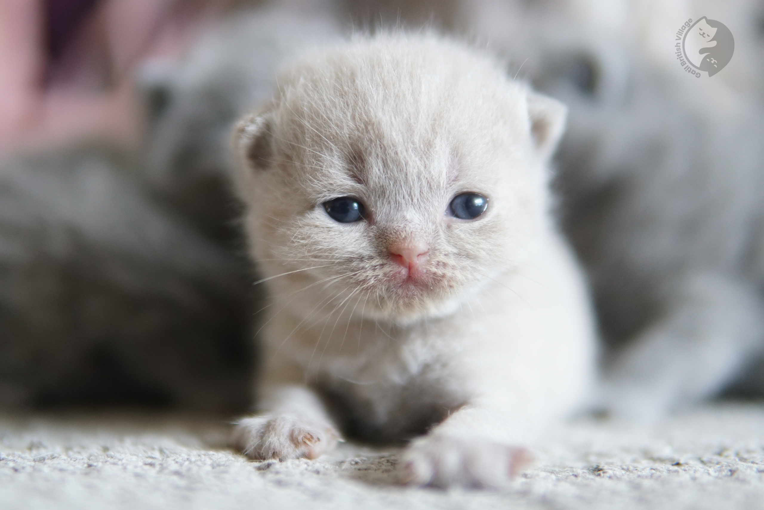 Kitten sniffing blanket softly