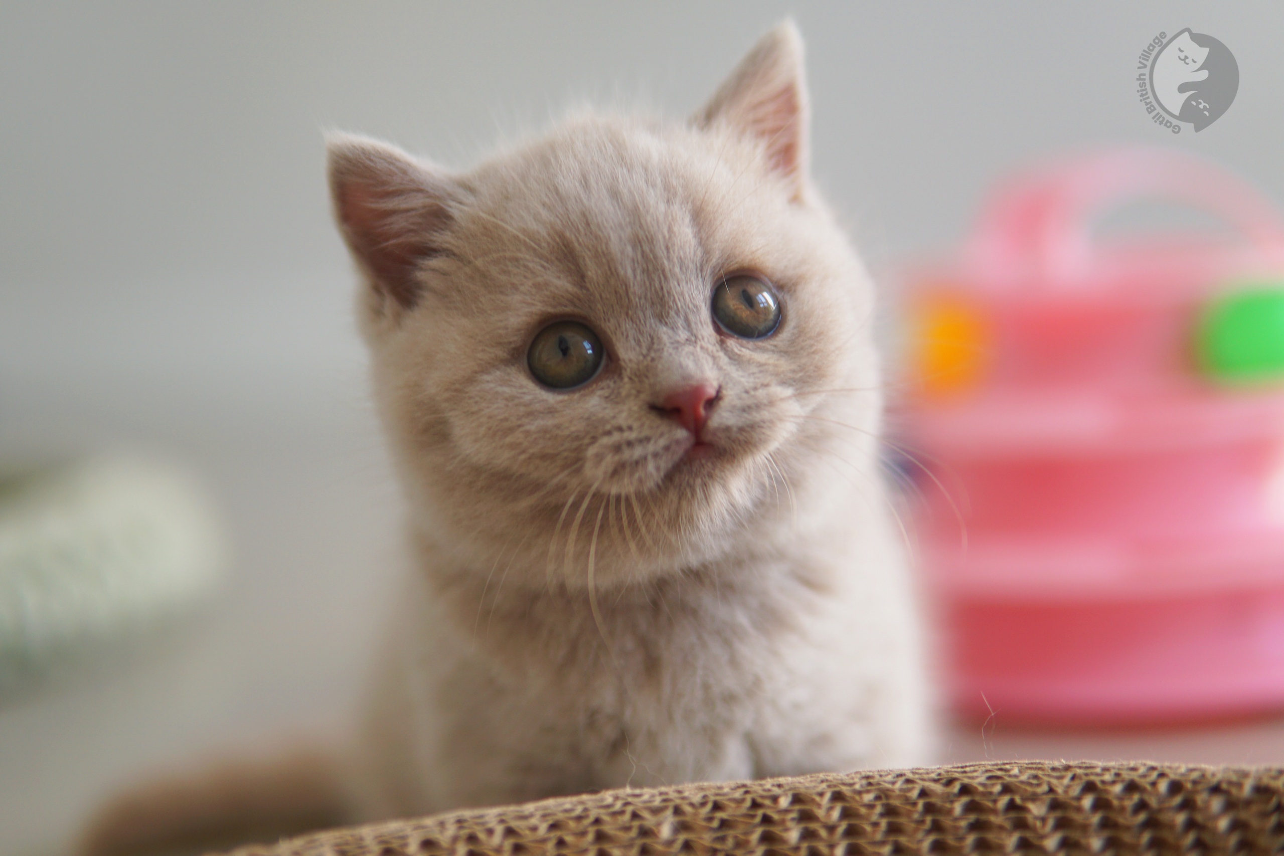 British Shorthair blue kitten exploring - photo 1