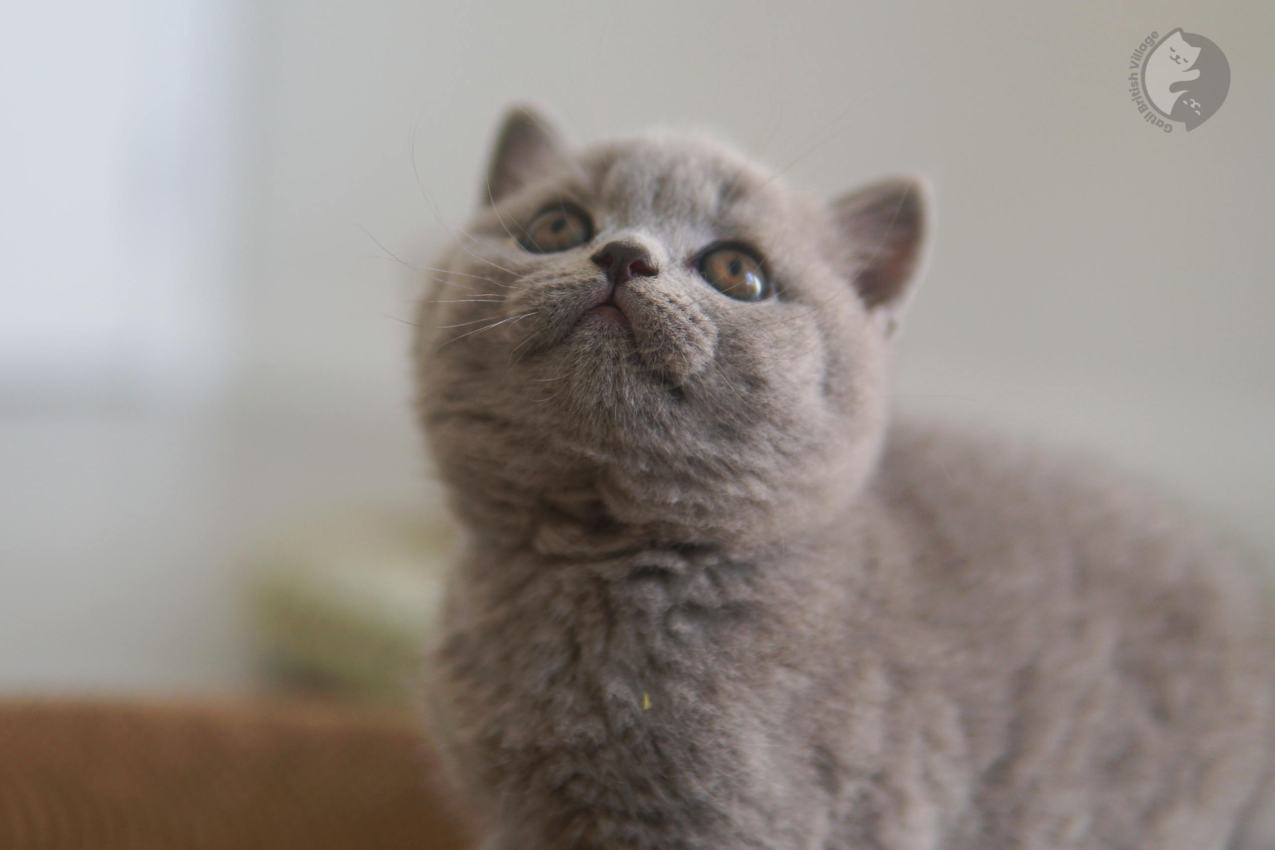 Blue-coated British Shorthair kitten - photo 5