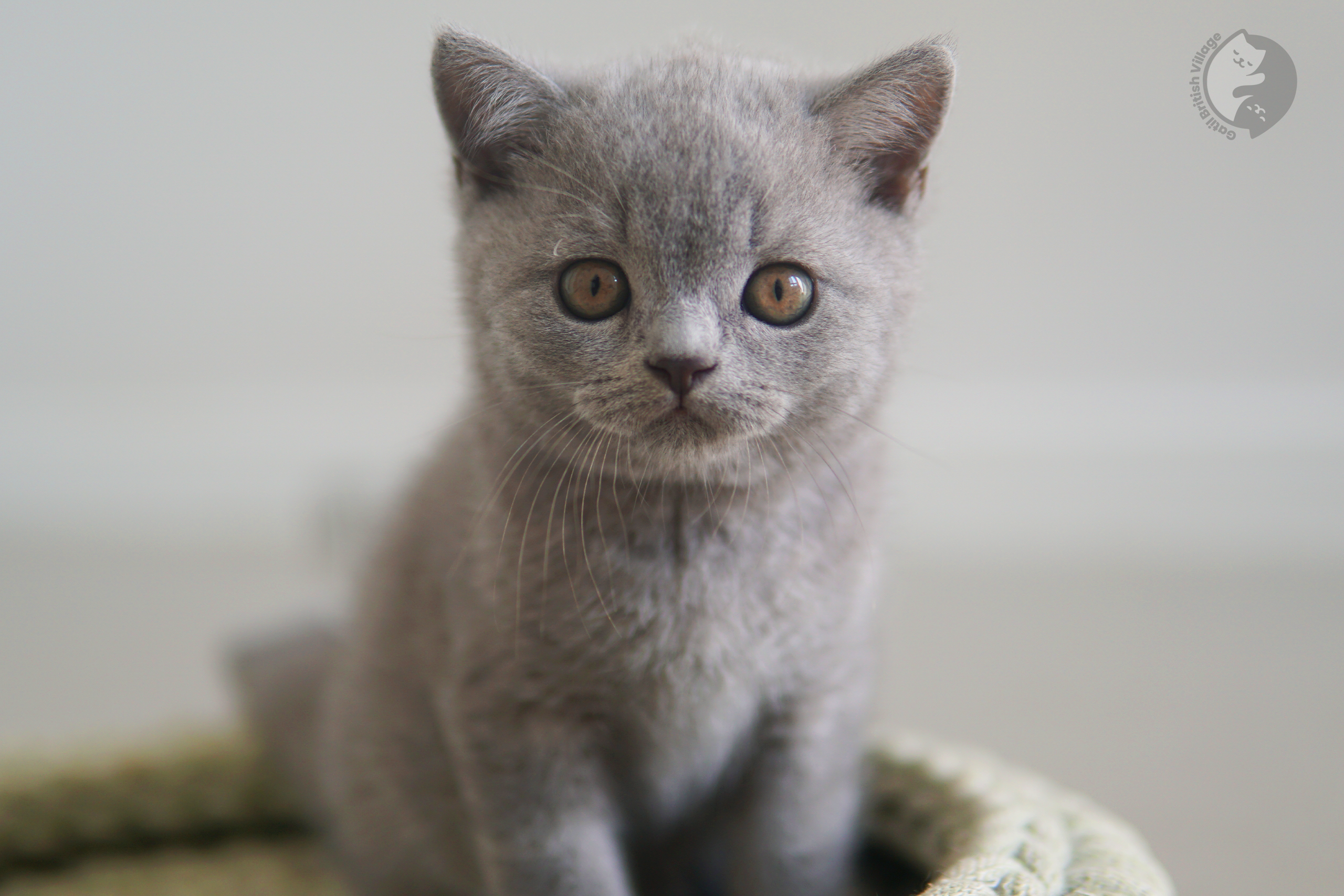 Kitten wrapped in a blanket - photo 7