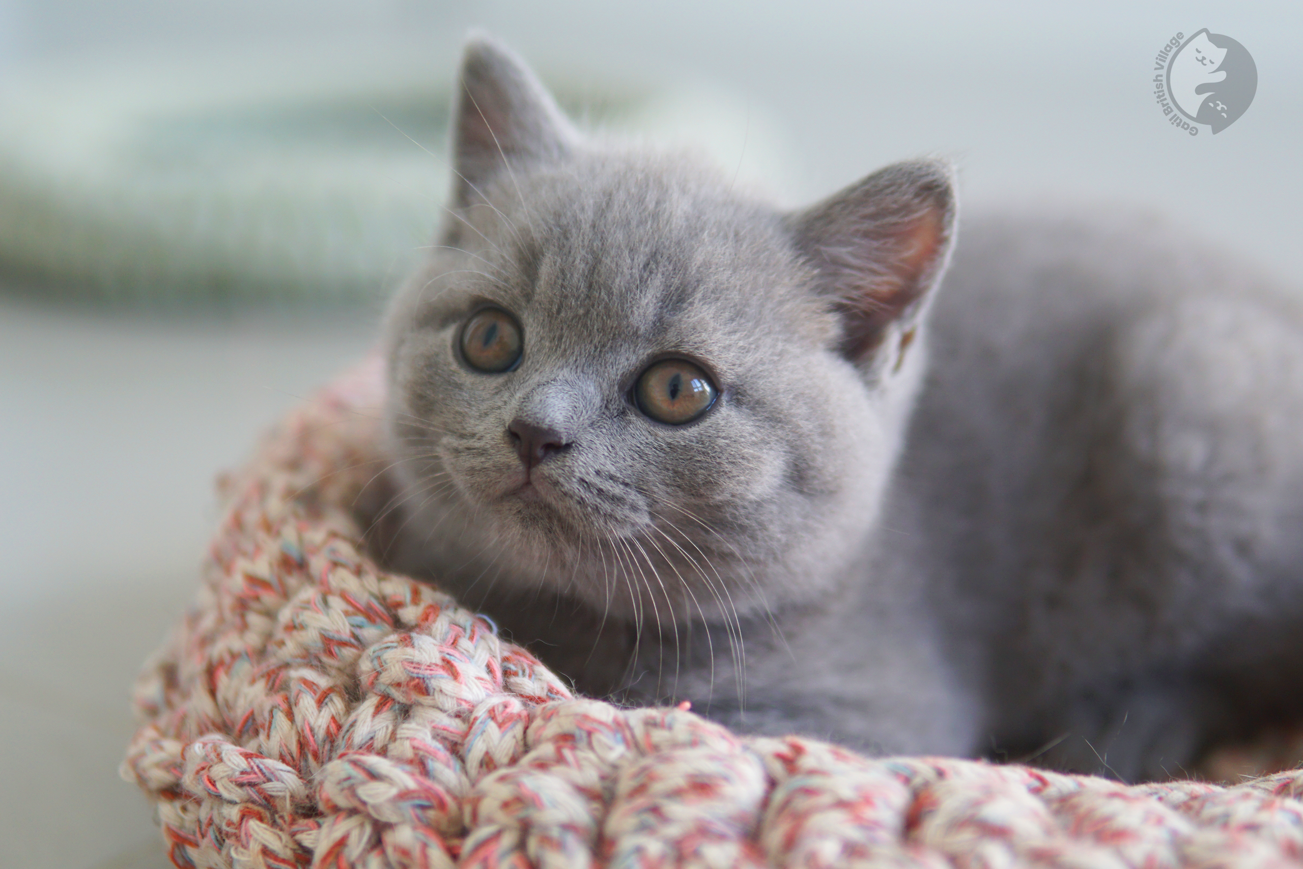 Very cute British Shorthair kitten - photo 8