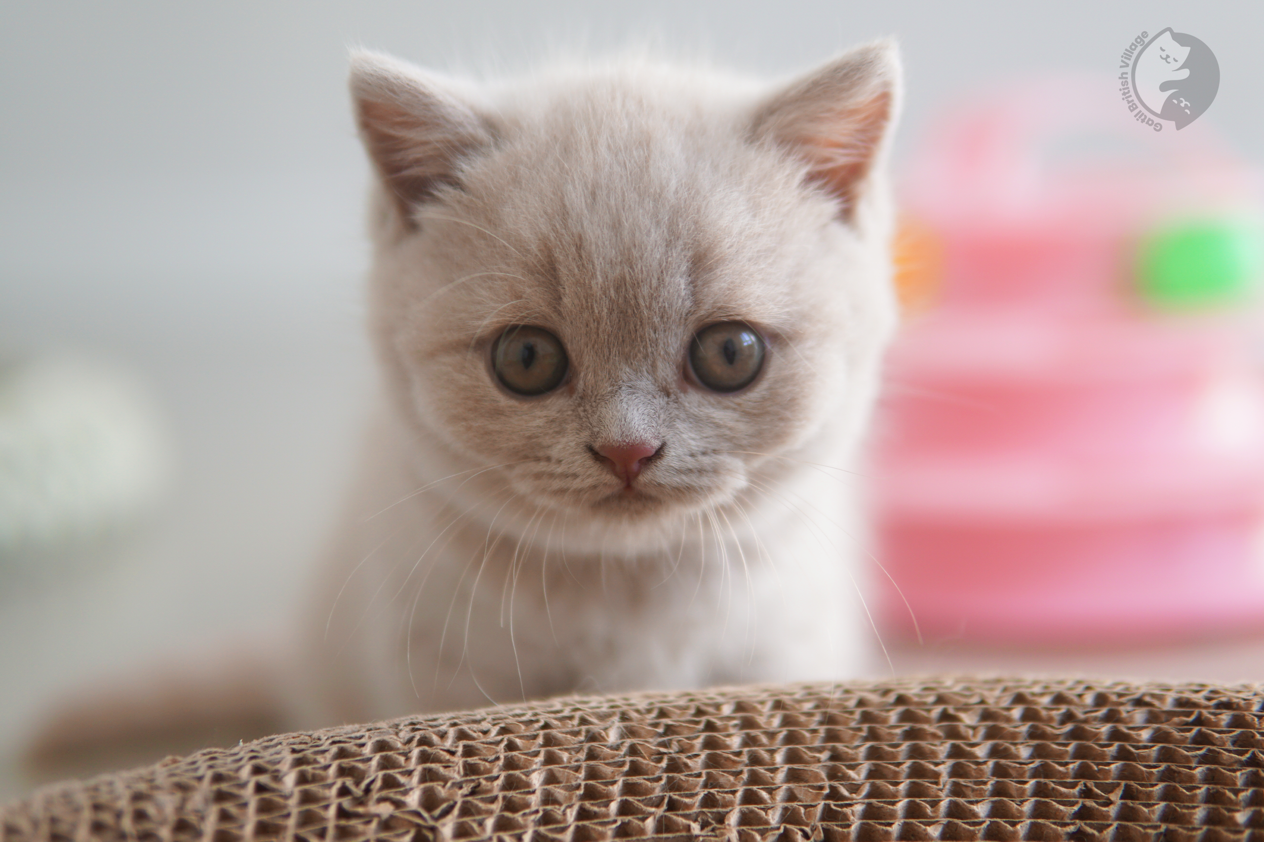 Kitten ready for a professional photo - photo 9