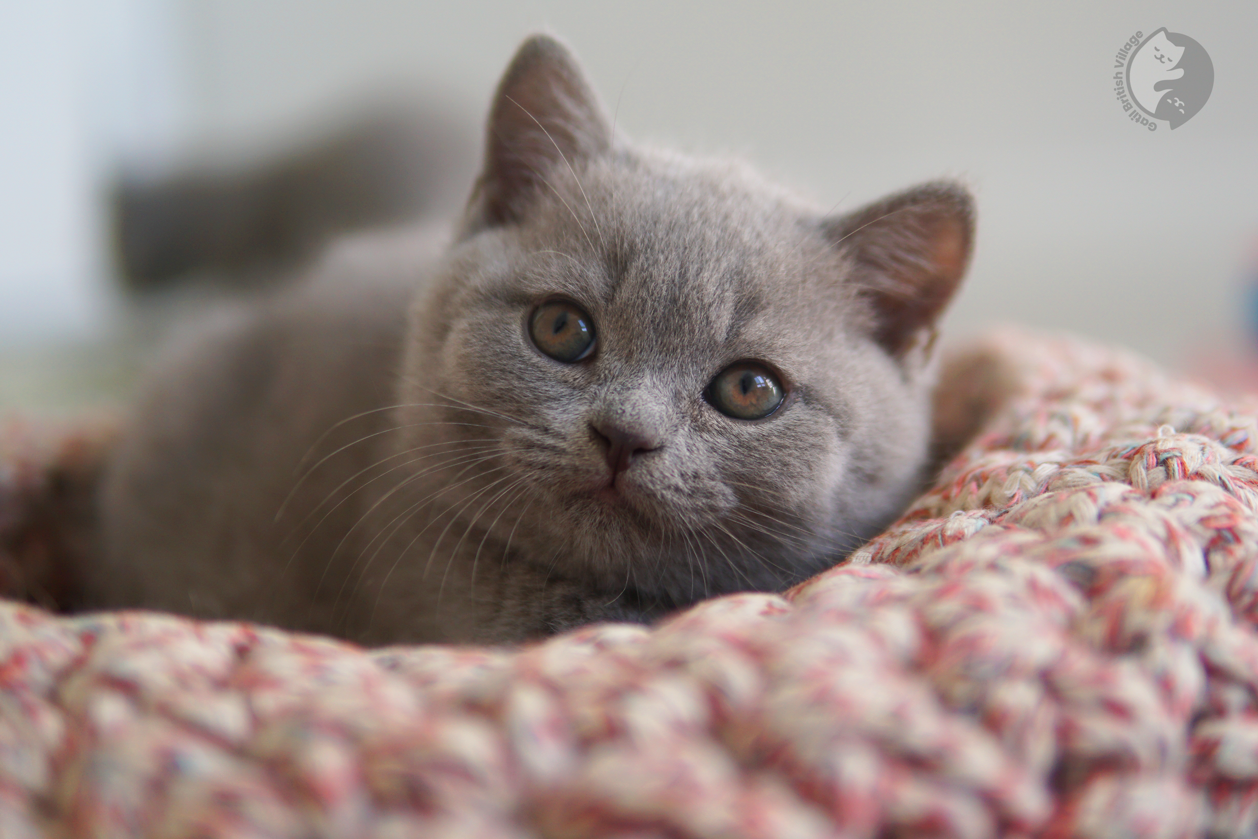 British Shorthair kittens playing - photo 13