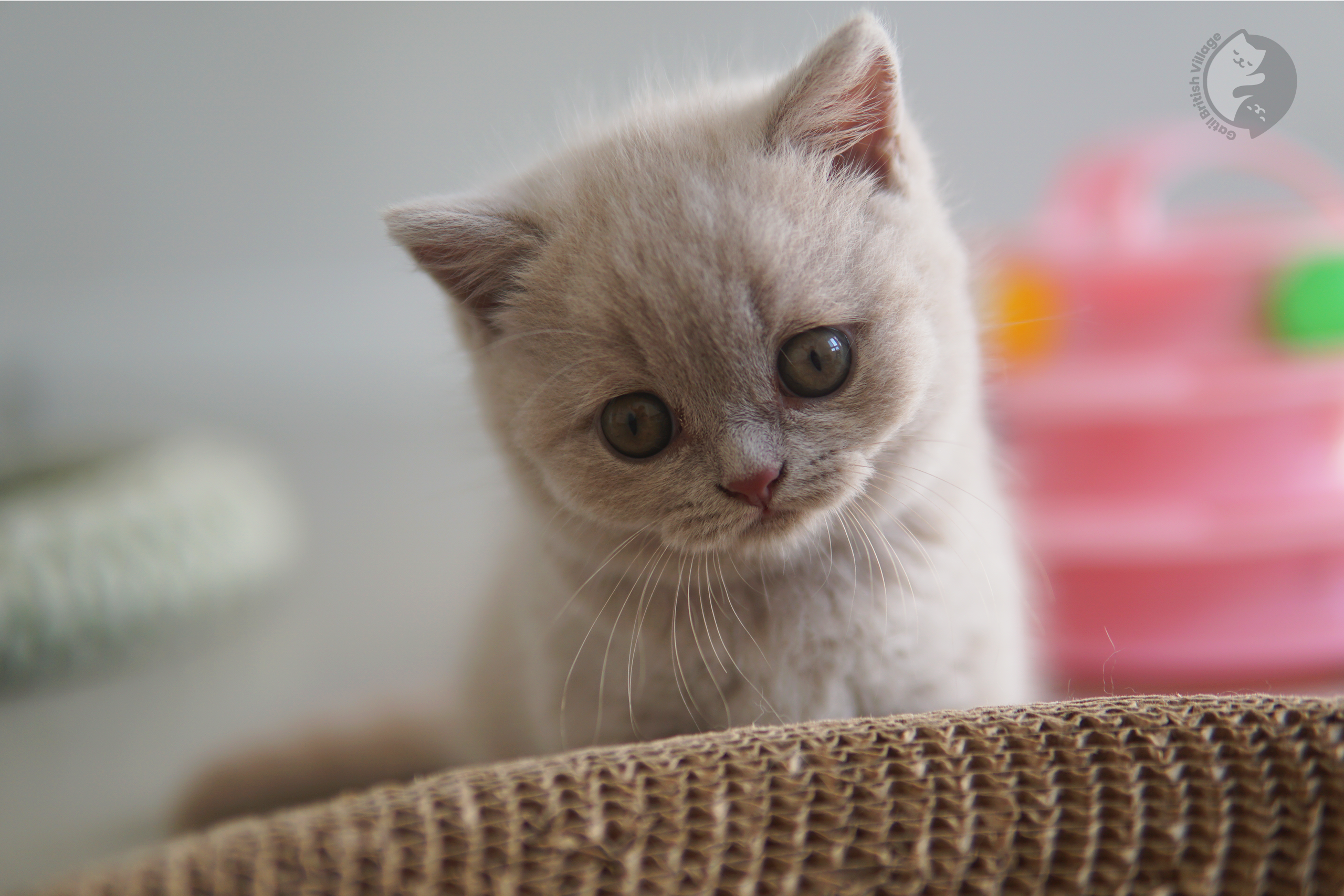 Imposing British Shorthair kitten - photo 14